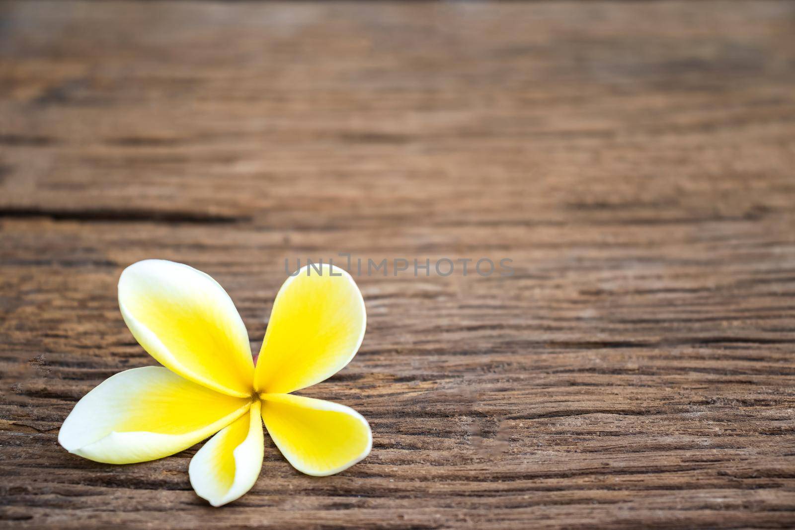 White yellow flower plumeria by suththisumdeang