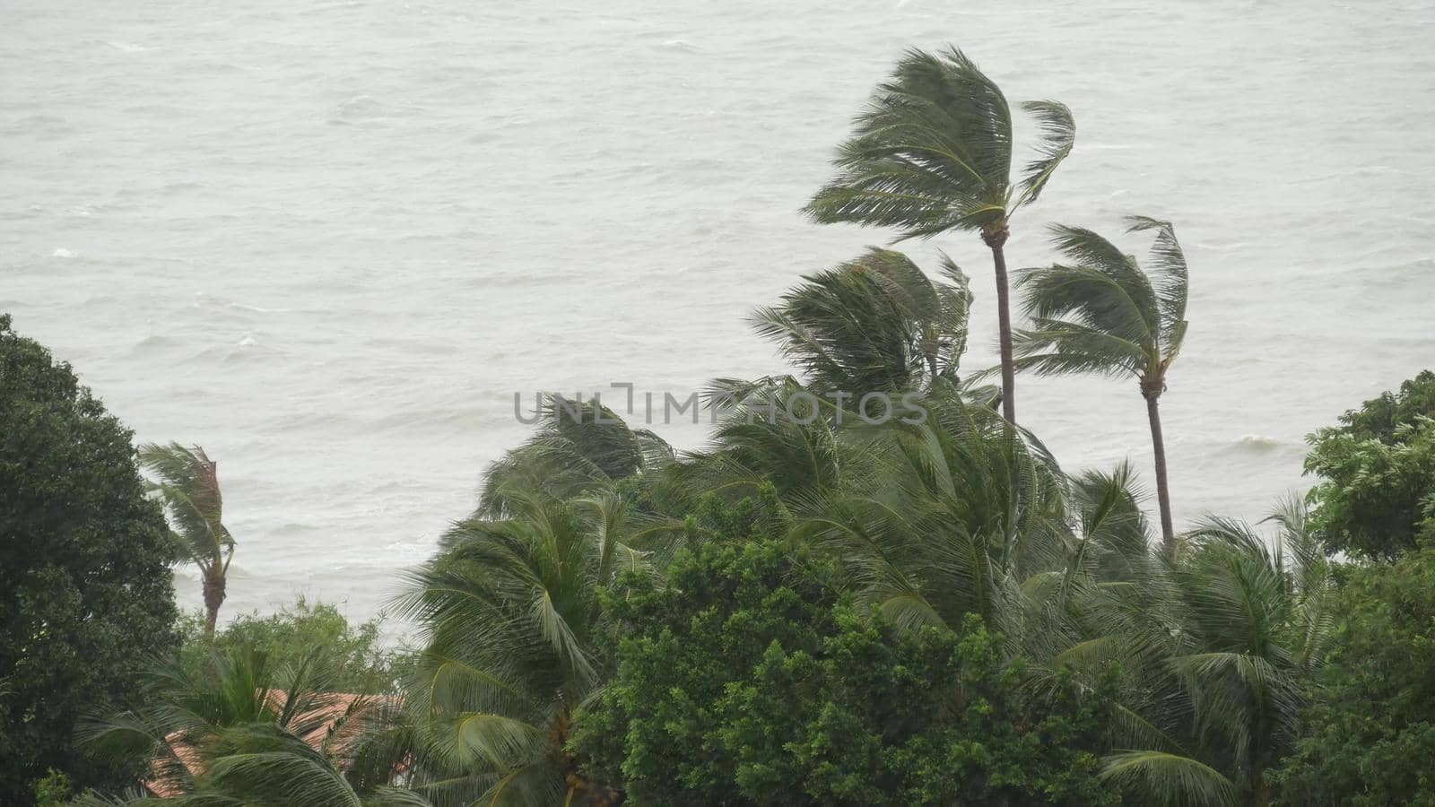 Pabuk typhoon, ocean sea shore in Thailand. Natural disaster, eyewall hurricane. Strong extreme cyclone wind sways palm trees. Tropical flooding rain season, heavy tropical storm weather, thunderstorm