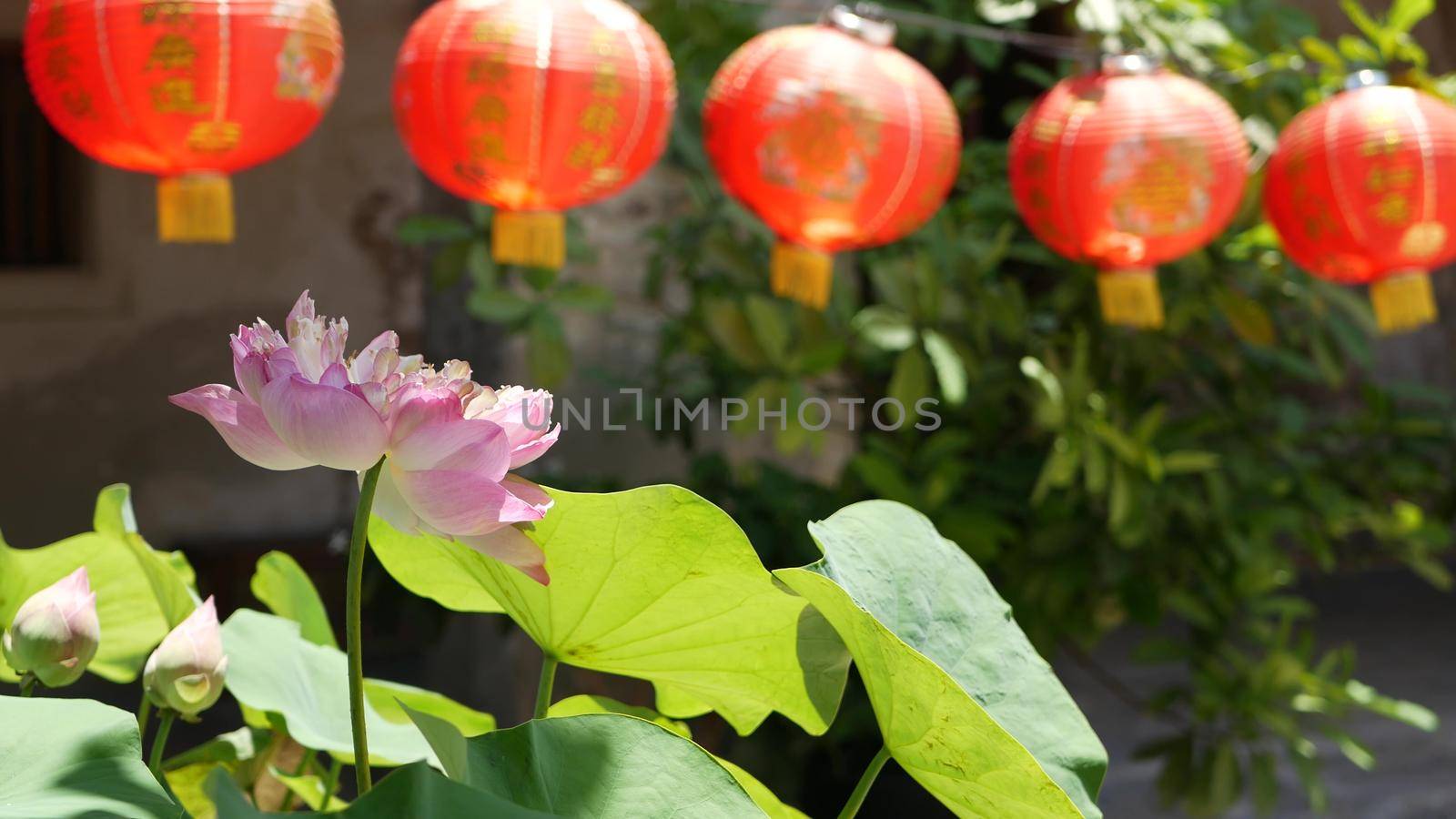 Red paper lanterns hanging in temple yard on sunny day between juicy greenery in oriental country. traditional chinese new year decoration. Pink lotus flower with green leaves as symbol of Buddhism