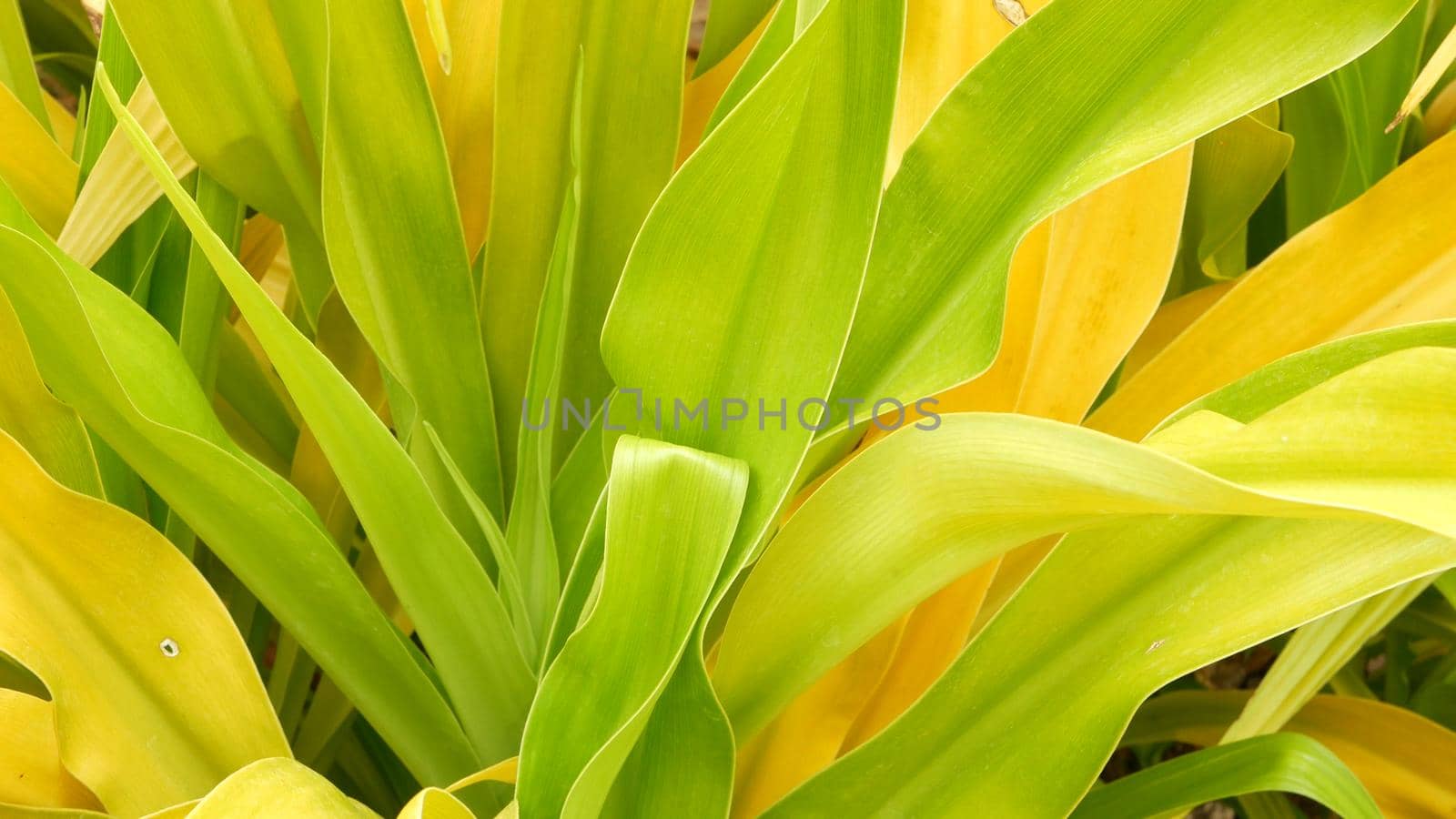 Variegated green yellow foliage. Long motley green yellow tropical plant leaves in garden. Natural tropical exotic background