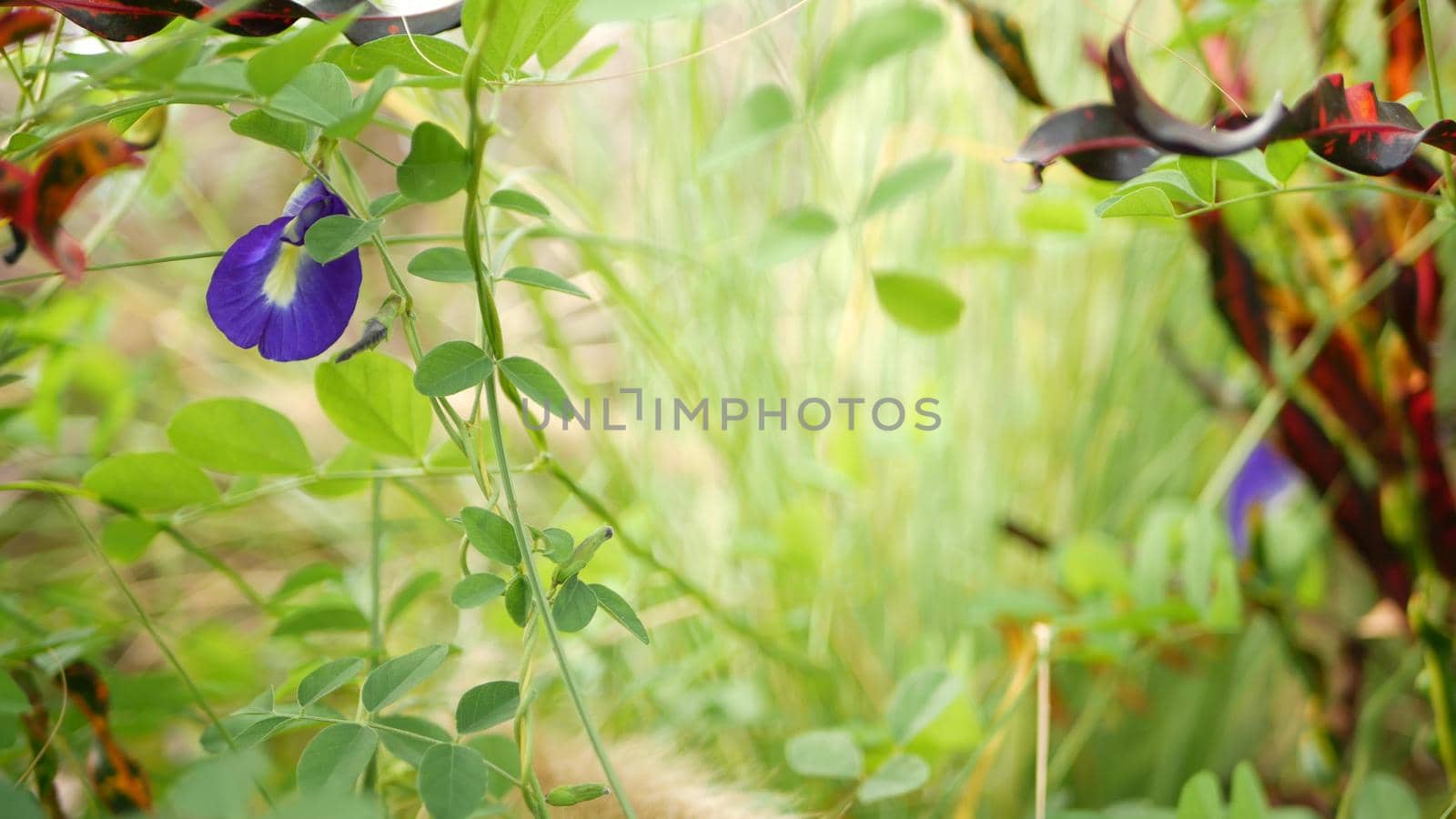 Beautiful blooming clitoria ternatea in wild nature. Blooming herb of blue pea in wild area on background of green grass.