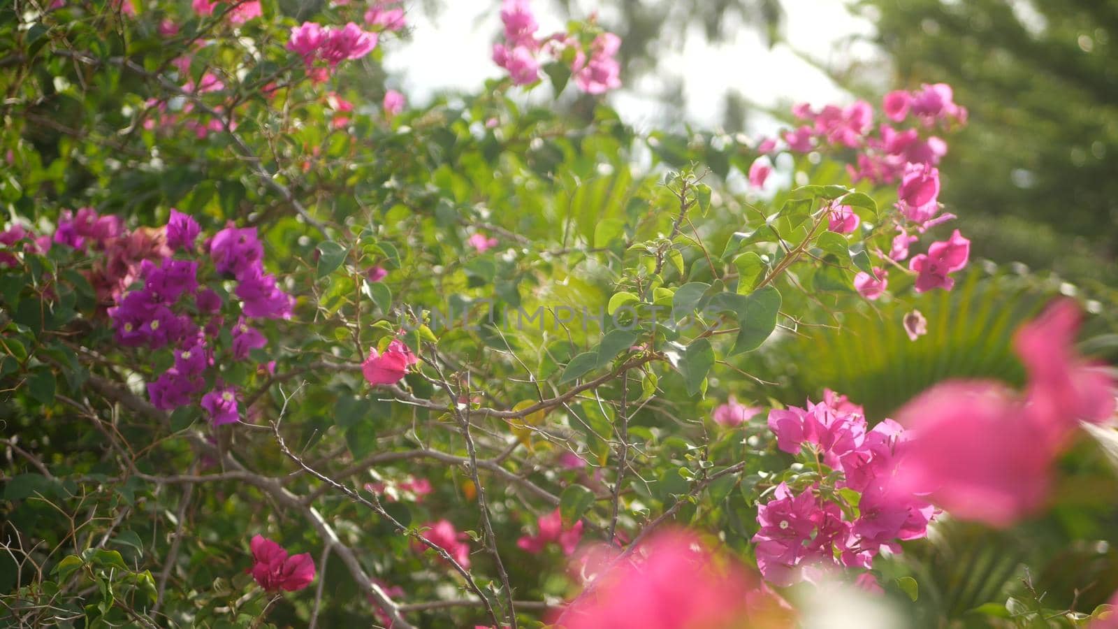 Blurred close up macro of colorful tropical flower in spring garden with tender petals among sunny lush foliage. Abstract natural exotic background with copy space. Floral blossom and leaves pattern
