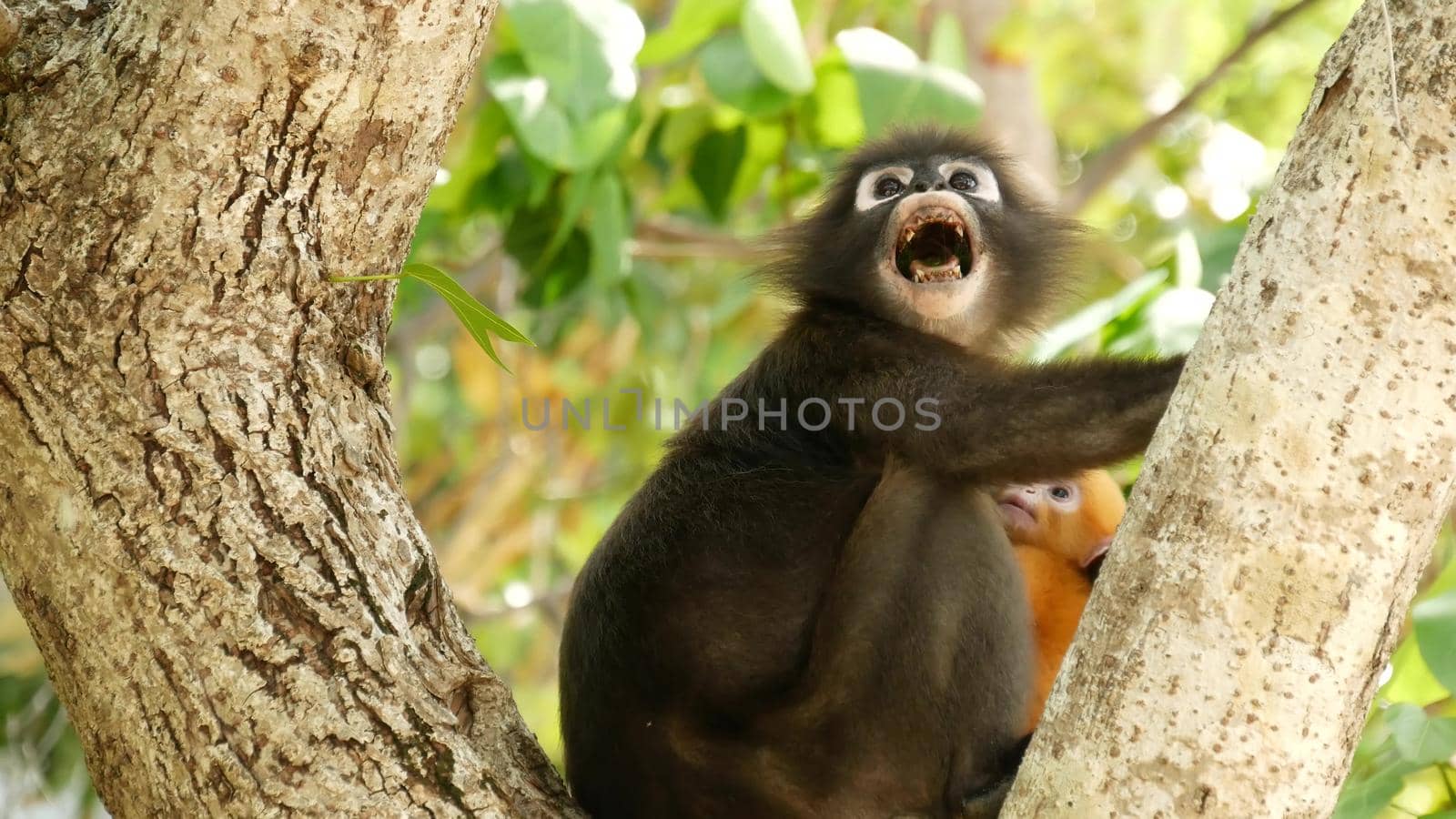 Cute spectacled leaf langur, dusky monkey on tree branch amidst green leaves in Ang Thong national park in natural habitat. Wildlife of endangered species of animals. Environment conservation concept by DogoraSun