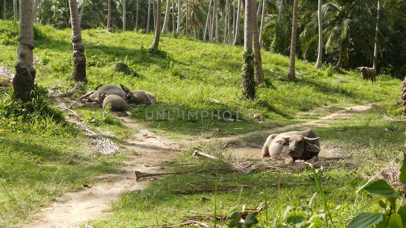 Buffalo family among green vegetation. Large well maintained bulls grazing in greenery, typical landscape of coconut palm plantation in Thailand. Agriculture concept, traditional livestock in Asia by DogoraSun