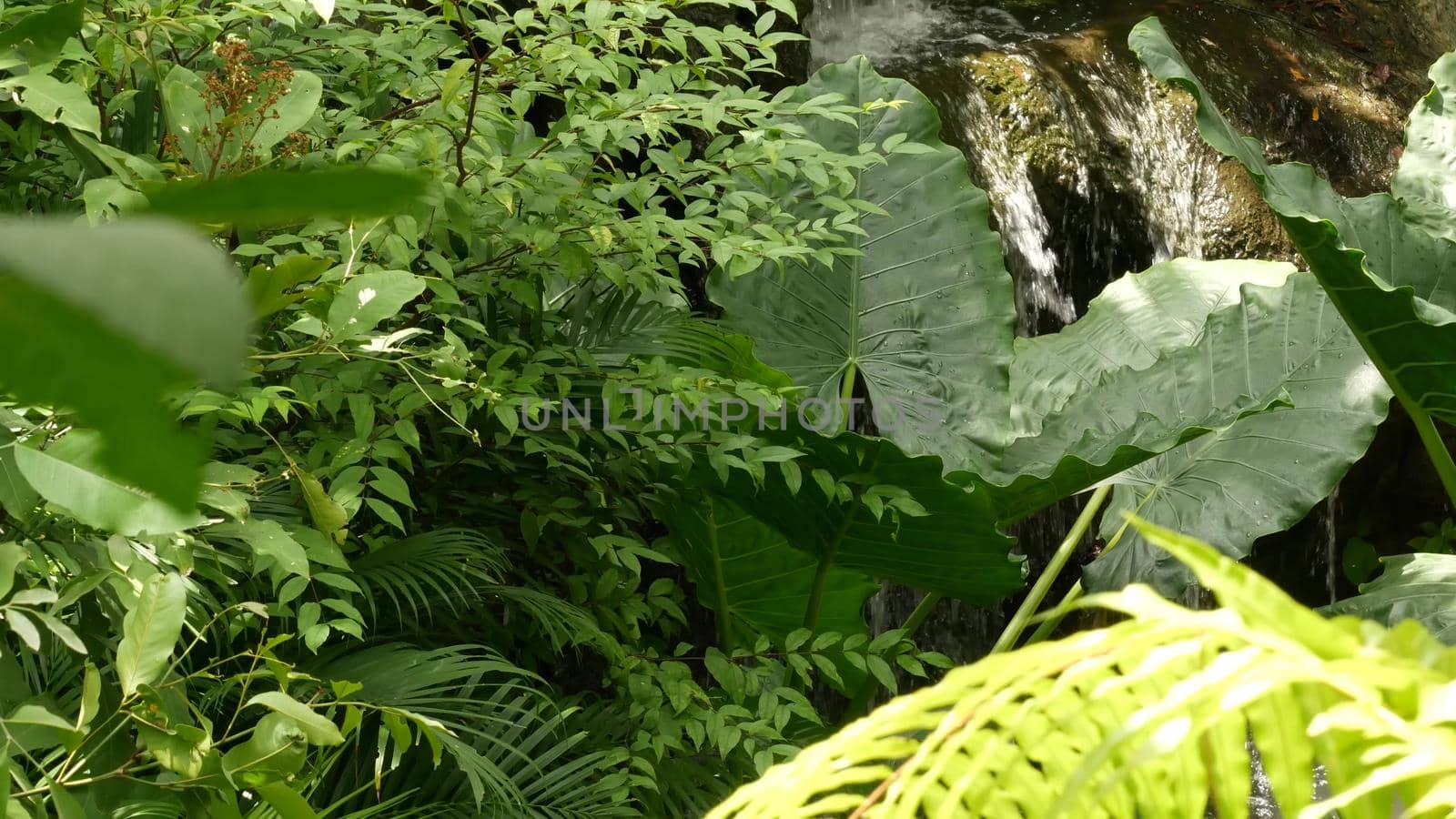 Splashing water in rainforest. Jungle tropical exotic background with stream and wild juicy green leaves in the woods. Rain forest or garden greenery. Fresh vibrant paradise plants foliage with bokeh.