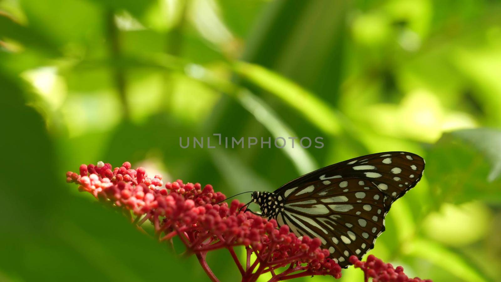 Tropical exotic butterfly in jungle rainforest sitting on green leaves, macro close up. Spring paradise, lush foliage natural background, defocused greenery in the woods. Fresh sunny romantic garden.