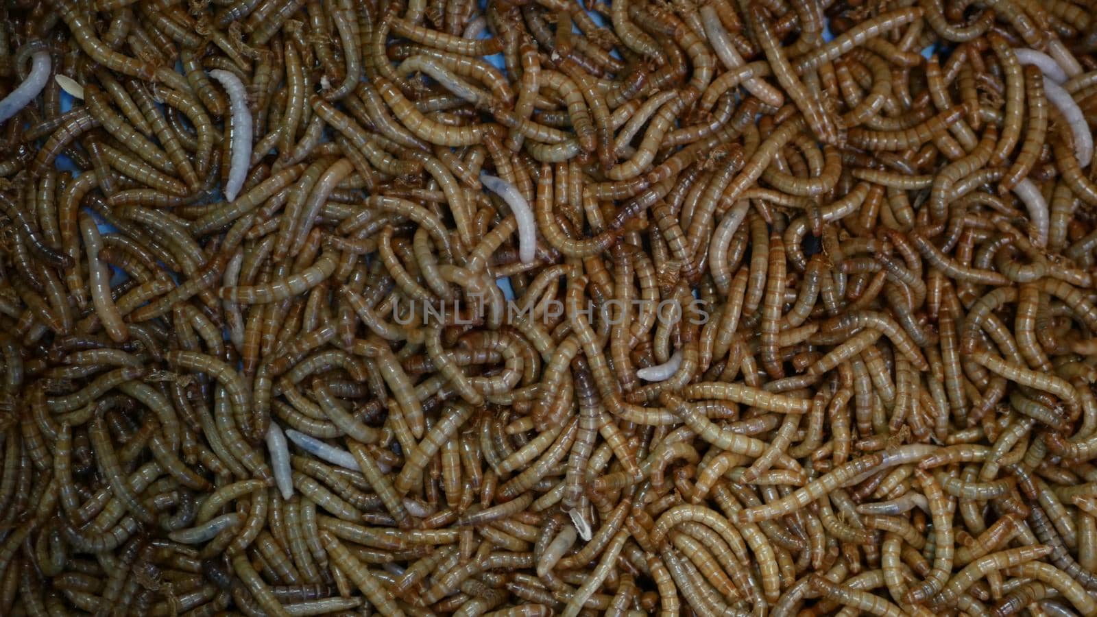 Many beetle larvae crawling in container. Small alive mealworms for food preparation crawling on bottom of container on market.