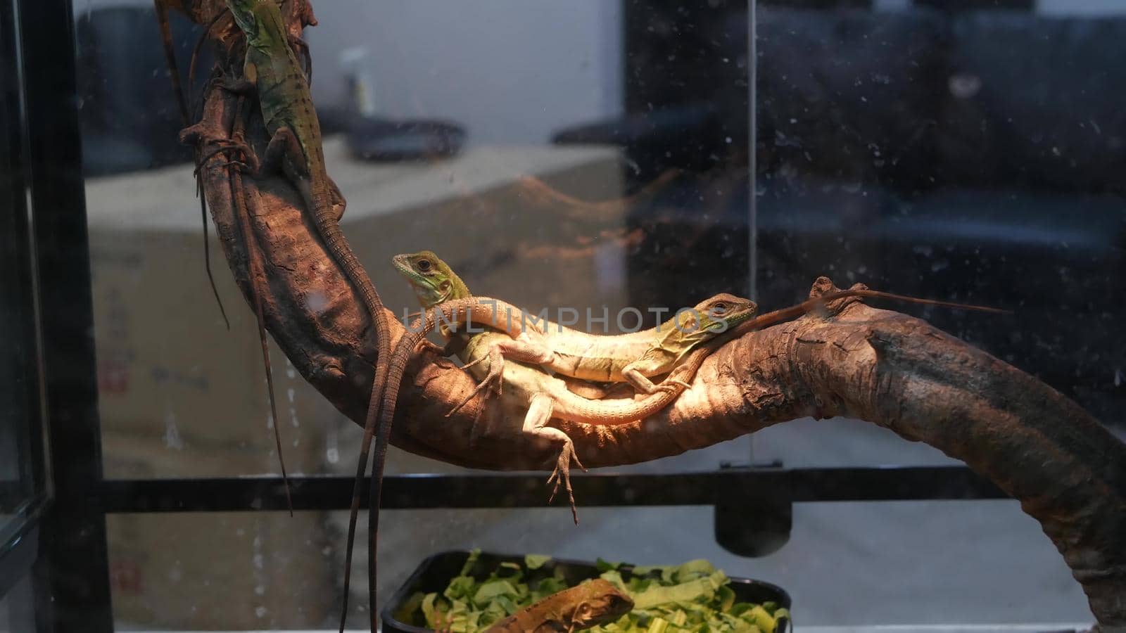 Baby lizards chilling in terrarium. Small lizard lying and resting inside hot terrarium on Chatuchak Market in Bangkok, Thailand.