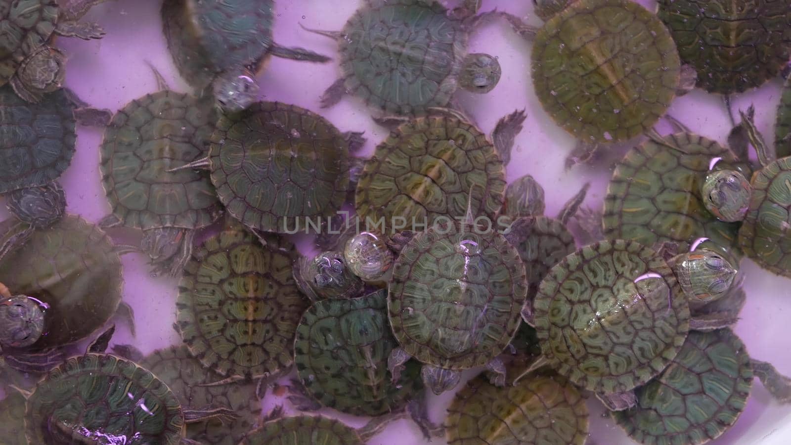 Small tortoises on pet market. From above little tortoises being kept in captivity on Chatuchak pets Market in Bangkok, Thailand.
