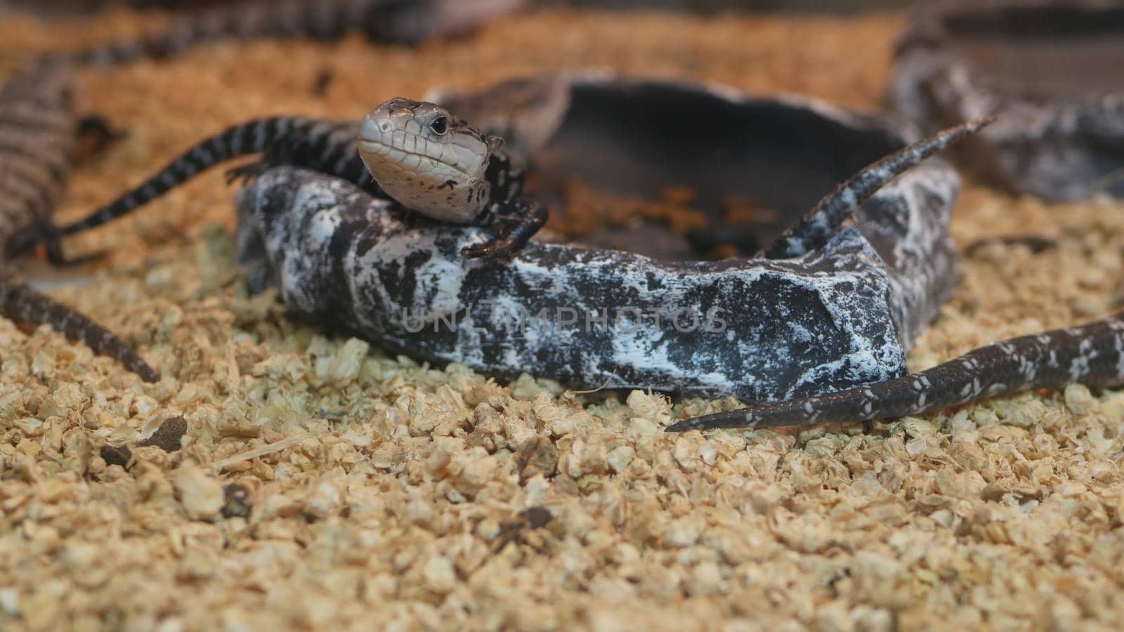 Baby lizards chilling in terrarium. Small lizard lying and resting inside hot terrarium on Chatuchak Market in Bangkok, Thailand.
