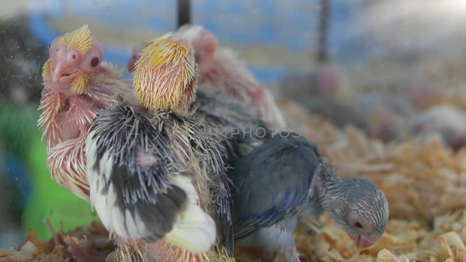 Parrot chicks in cages on pet market. From above birds being kept in small cage on Chatuchak Market in Bangkok, Thailand.