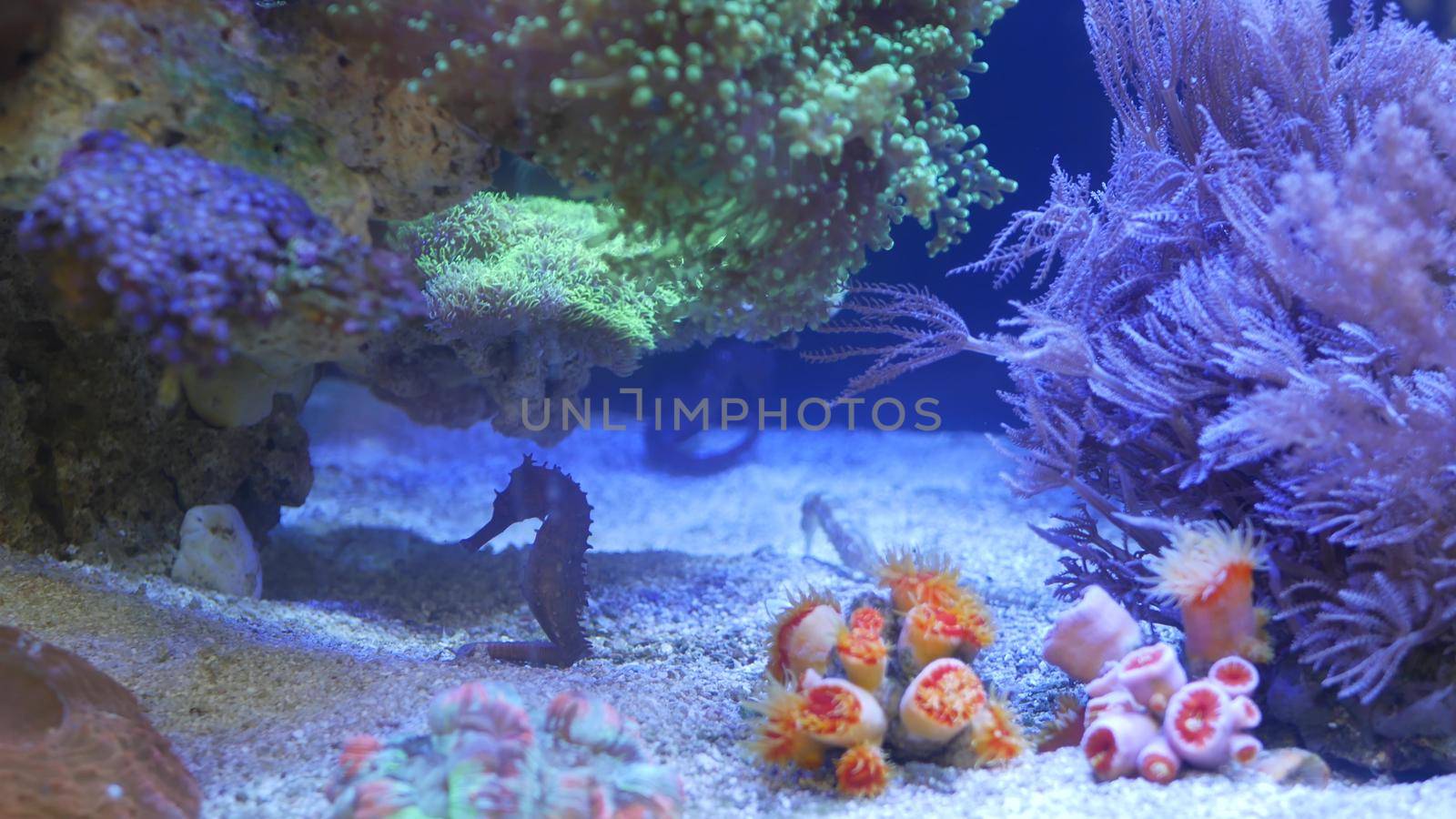 Seahorse amidst corals in aquarium. Close up seahorses swimming near wonderful corals in clean aquarium water. Marine underwater tropical exotic life natural background. by DogoraSun