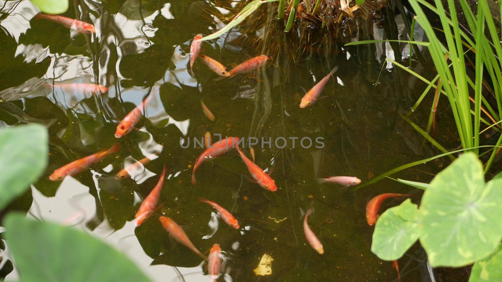Natural greenery background. Vibrant Colorful Japanese Koi Carp fish swimming in traditional garden lake or pond. Chinese Fancy Carps under water surface. Oriental symbols of fortune and good luck