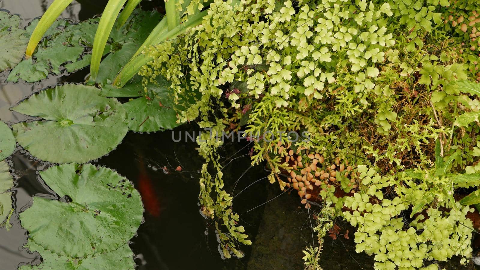 Green plants in tropical pond. Various green exotic plants growing in calm tropical lake or river on sunny day in park.
