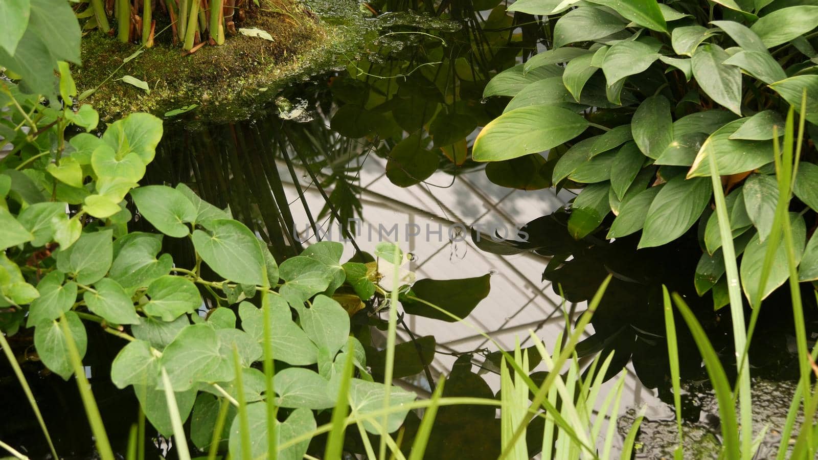 Green plants in tropical pond. Various green exotic plants growing in calm tropical lake or river on sunny day in park.