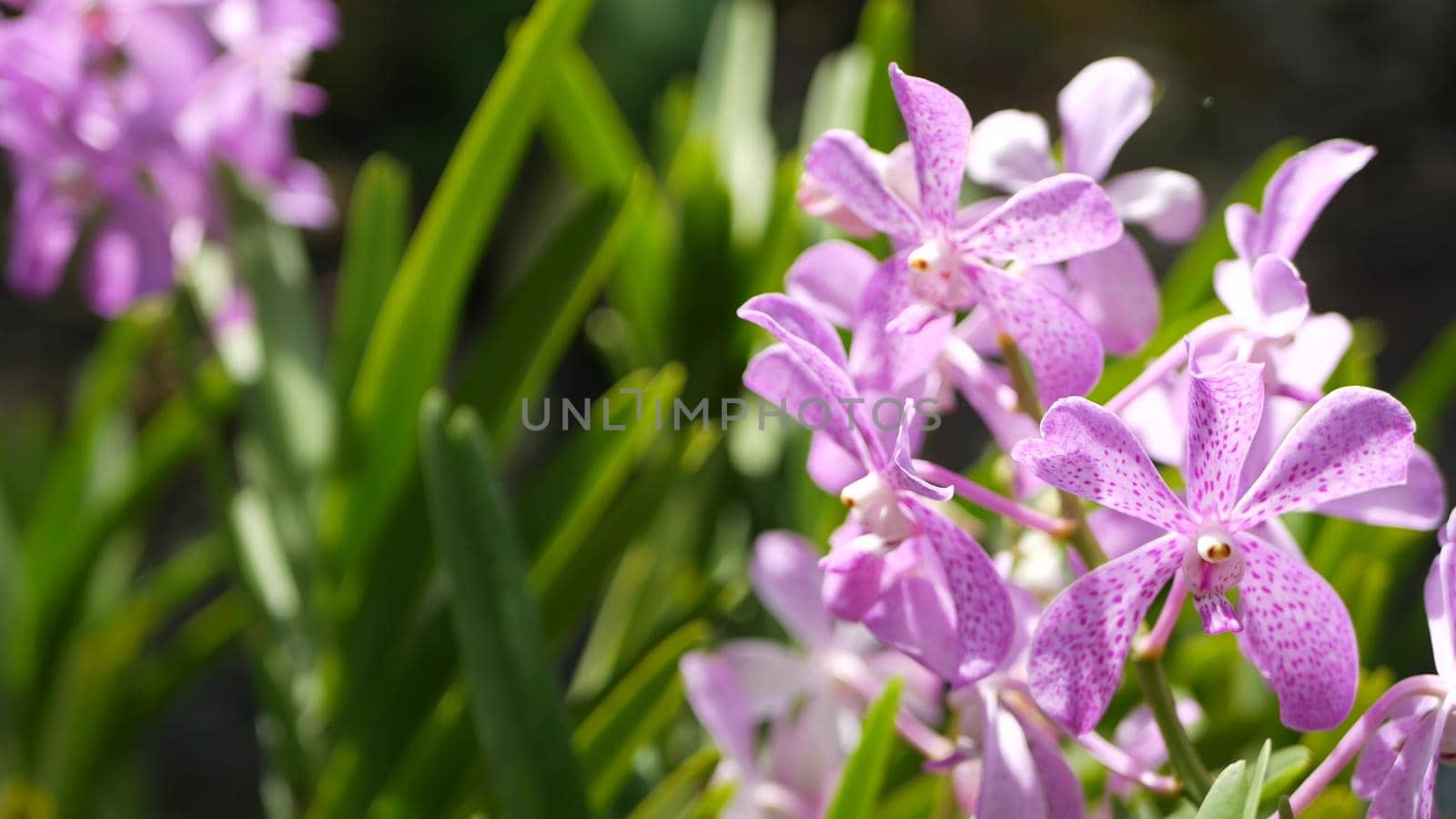 Blurred macro close up, colorful tropical orchid flower in spring garden, tender petals among sunny lush foliage. Abstract natural exotic background with copy space. Floral blossom and leaves pattern.
