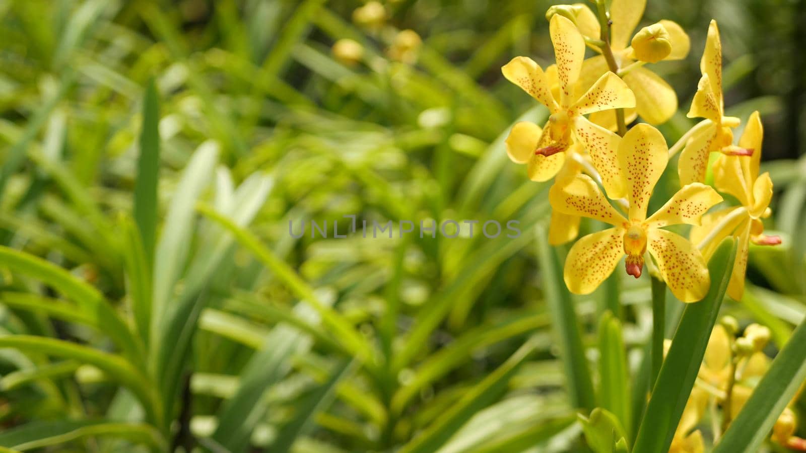 Blurred macro close up, colorful tropical orchid flower in spring garden, tender petals among sunny lush foliage. Abstract natural exotic background with copy space. Floral blossom and leaves pattern.