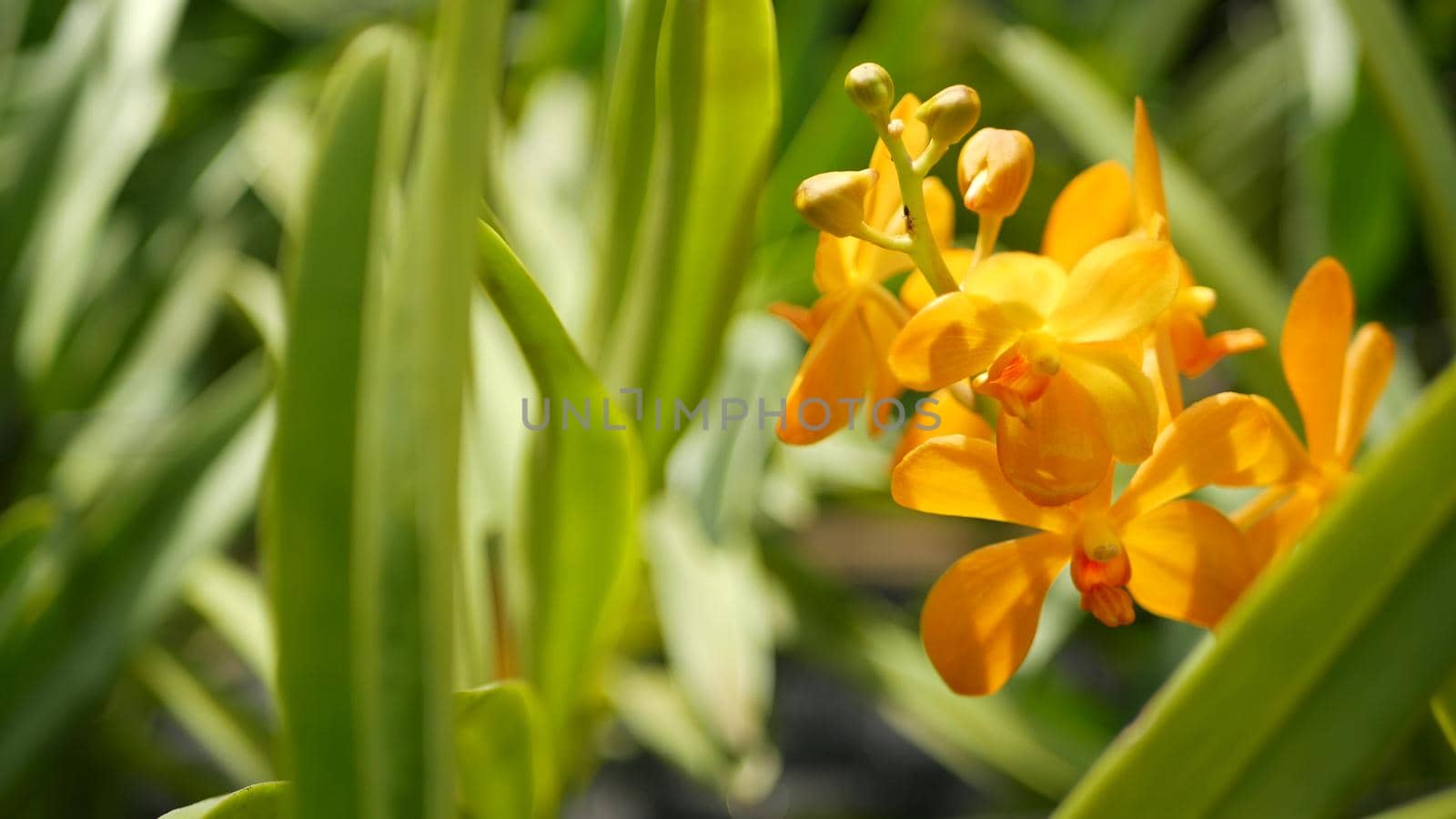 Blurred macro close up, colorful tropical orchid flower in spring garden, tender petals among sunny lush foliage. Abstract natural exotic background with copy space. Floral blossom and leaves pattern.