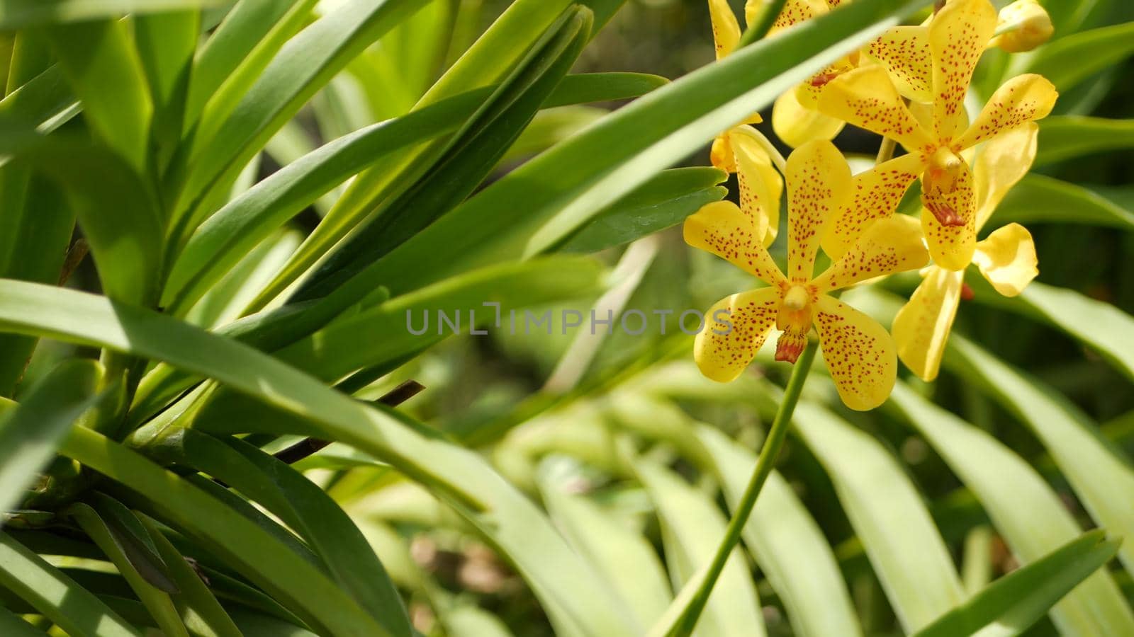 Blurred macro close up, colorful tropical orchid flower in spring garden, tender petals among sunny lush foliage. Abstract natural exotic background with copy space. Floral blossom and leaves pattern.