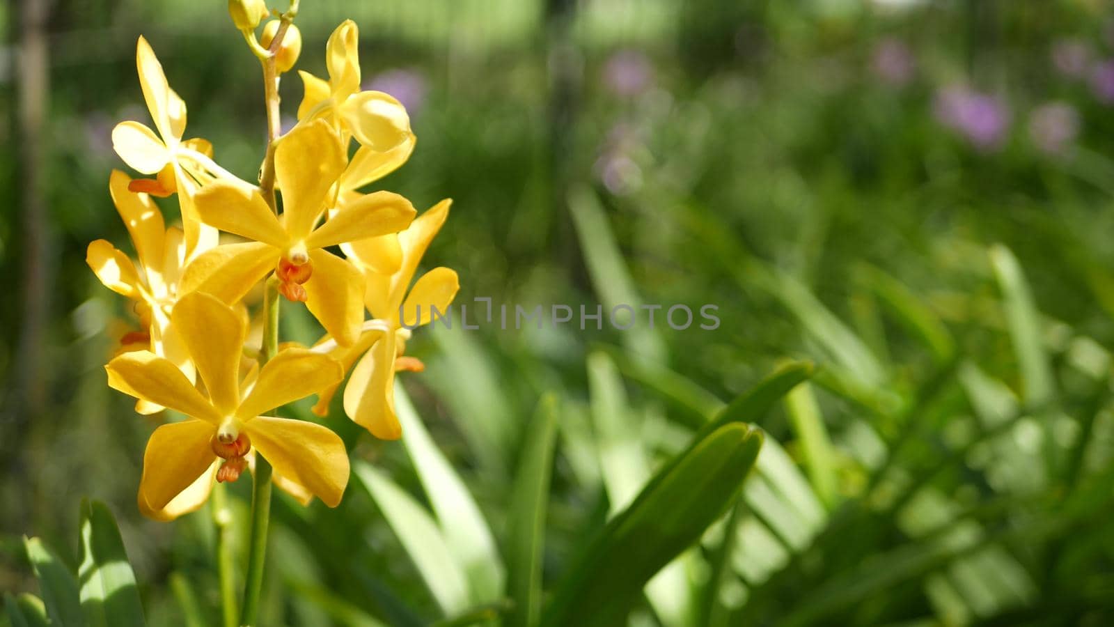 Blurred macro close up, colorful tropical orchid flower in spring garden, tender petals among sunny lush foliage. Abstract natural exotic background with copy space. Floral blossom and leaves pattern.