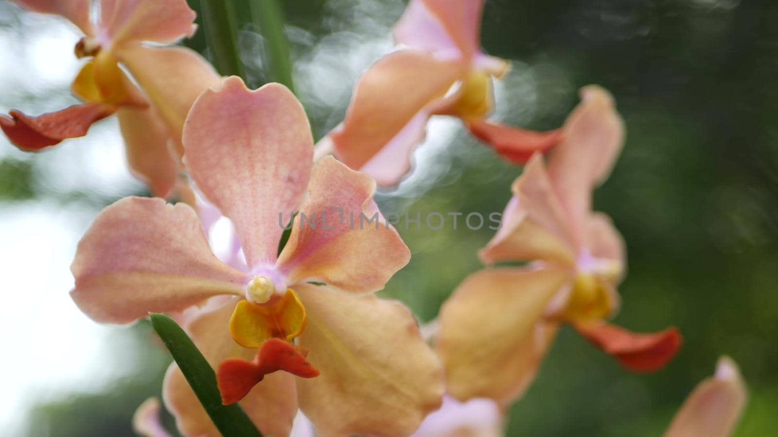 Blurred macro close up, colorful tropical orchid flower in spring garden, tender petals among sunny lush foliage. Abstract natural exotic background with copy space. Floral blossom and leaves pattern.