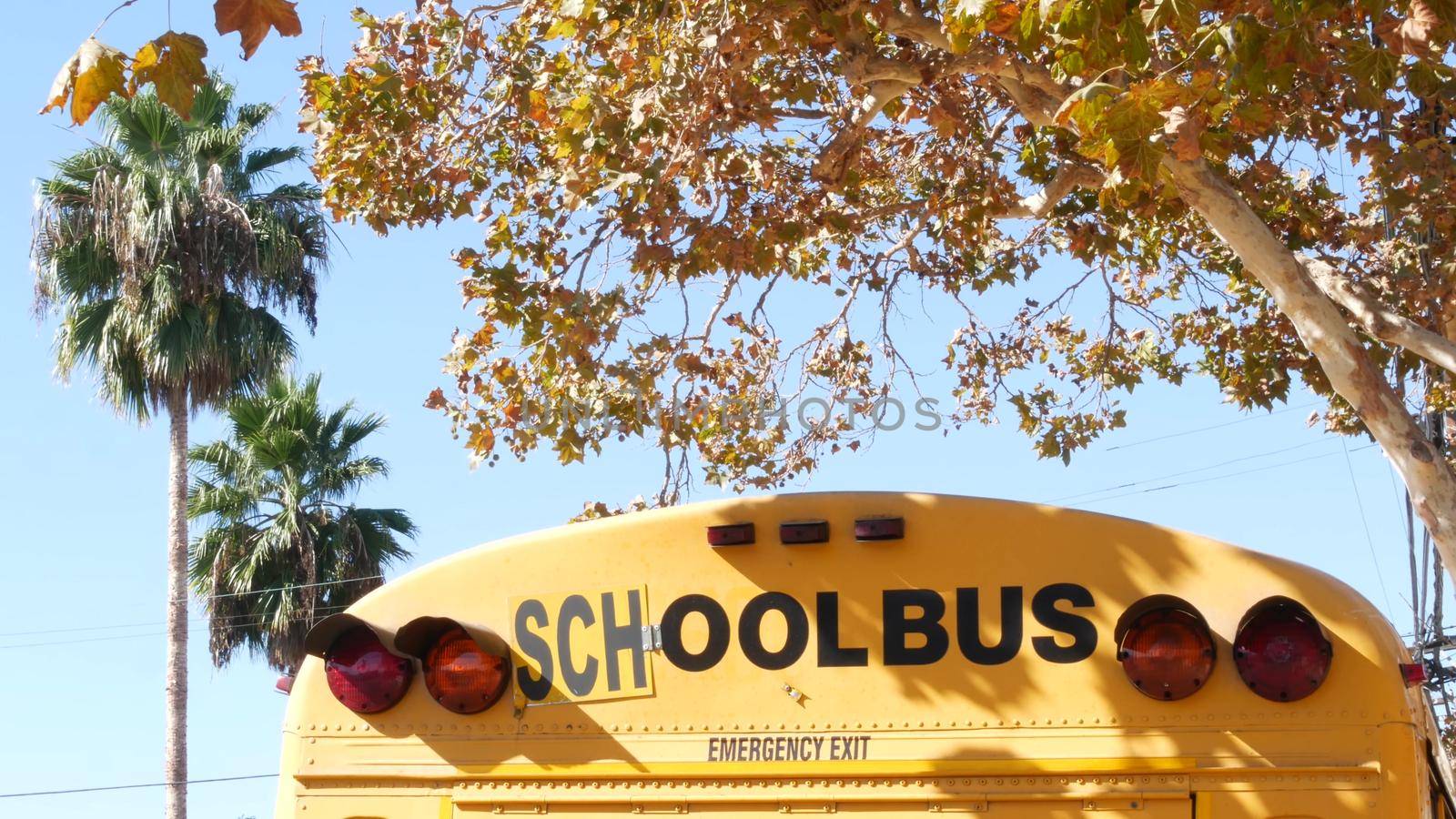 Yellow iconic school bus in Los Angeles, California USA. Classic truck for students back view. Vehicle stoplights for safety of children transportation. Public passenger transport for kids in suburb by DogoraSun