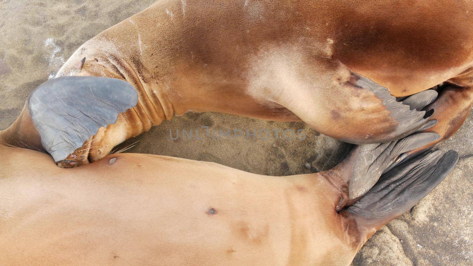 Cute baby cub, sweet sea lion pup and mother. Funny lazy seals, ocean beach wildlife, La Jolla, San Diego, California, USA. Funny awkward sleepy marine animal on pacific coast. Family love and care.