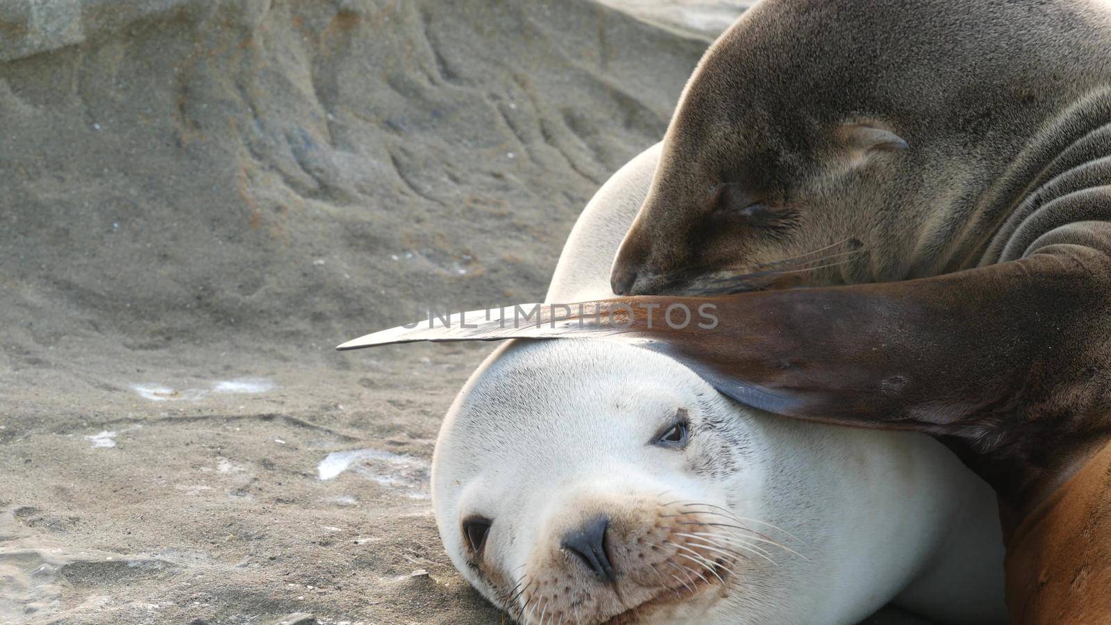Cute baby cub, sweet sea lion pup and mother. Funny lazy seals, ocean beach wildlife, La Jolla, San Diego, California, USA. Funny awkward sleepy marine animal on pacific coast. Family love and care.