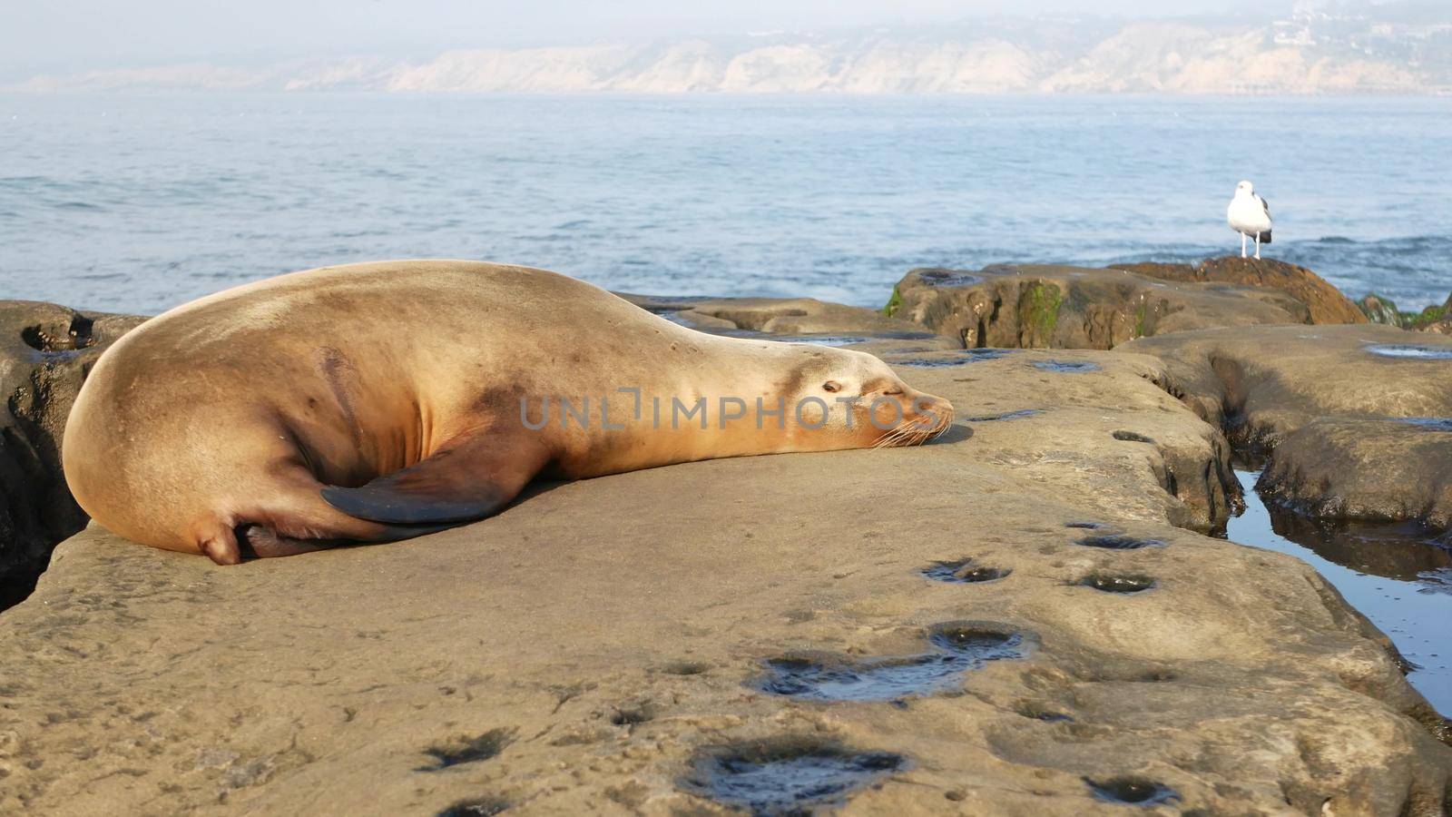 Sea lion on the rock in La Jolla. Wild eared seal resting near pacific ocean on stone. Funny wildlife animal lazing on the beach. Protected marine mammal in natural habitat, San Diego, California USA.