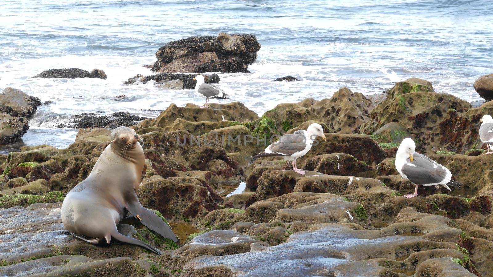 Sea lion on the rock in La Jolla. Wild eared seal resting near pacific ocean on stone. Funny wildlife animal lazing on the beach. Protected marine mammal in natural habitat, San Diego, California USA.