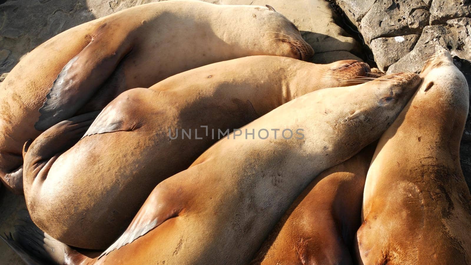 Sea lions on the rock in La Jolla. Wild eared seals resting near pacific ocean on stones. Funny lazy wildlife animal sleeping. Protected marine mammal in natural habitat, San Diego, California, USA.