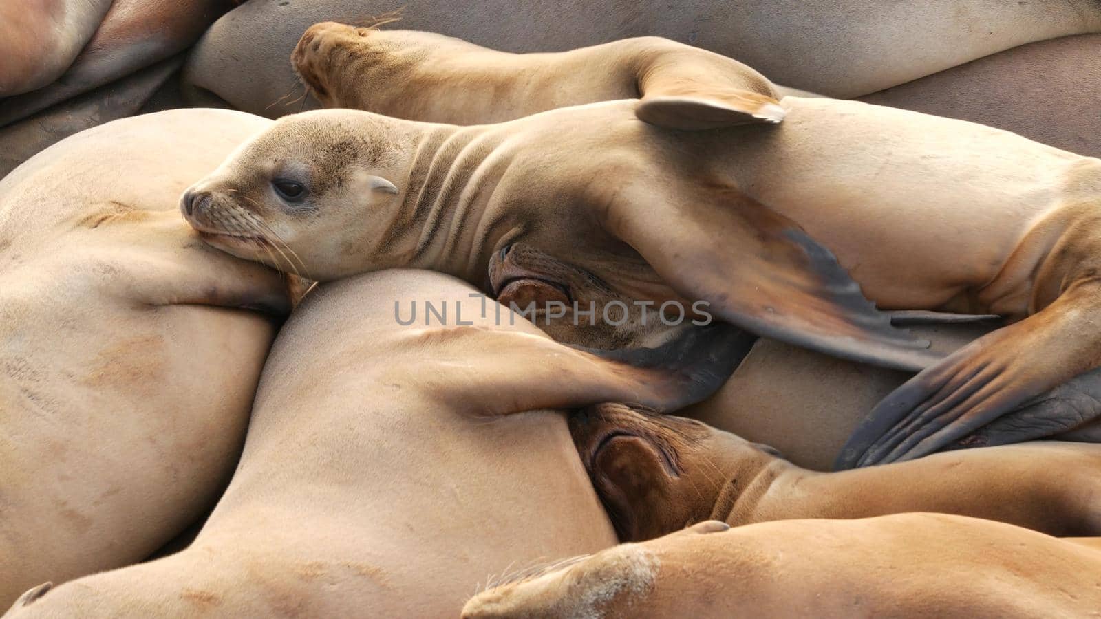 Sea lions on the rock in La Jolla. Wild eared seals resting near pacific ocean on stones. Funny lazy wildlife animal sleeping. Protected marine mammal in natural habitat, San Diego, California, USA.