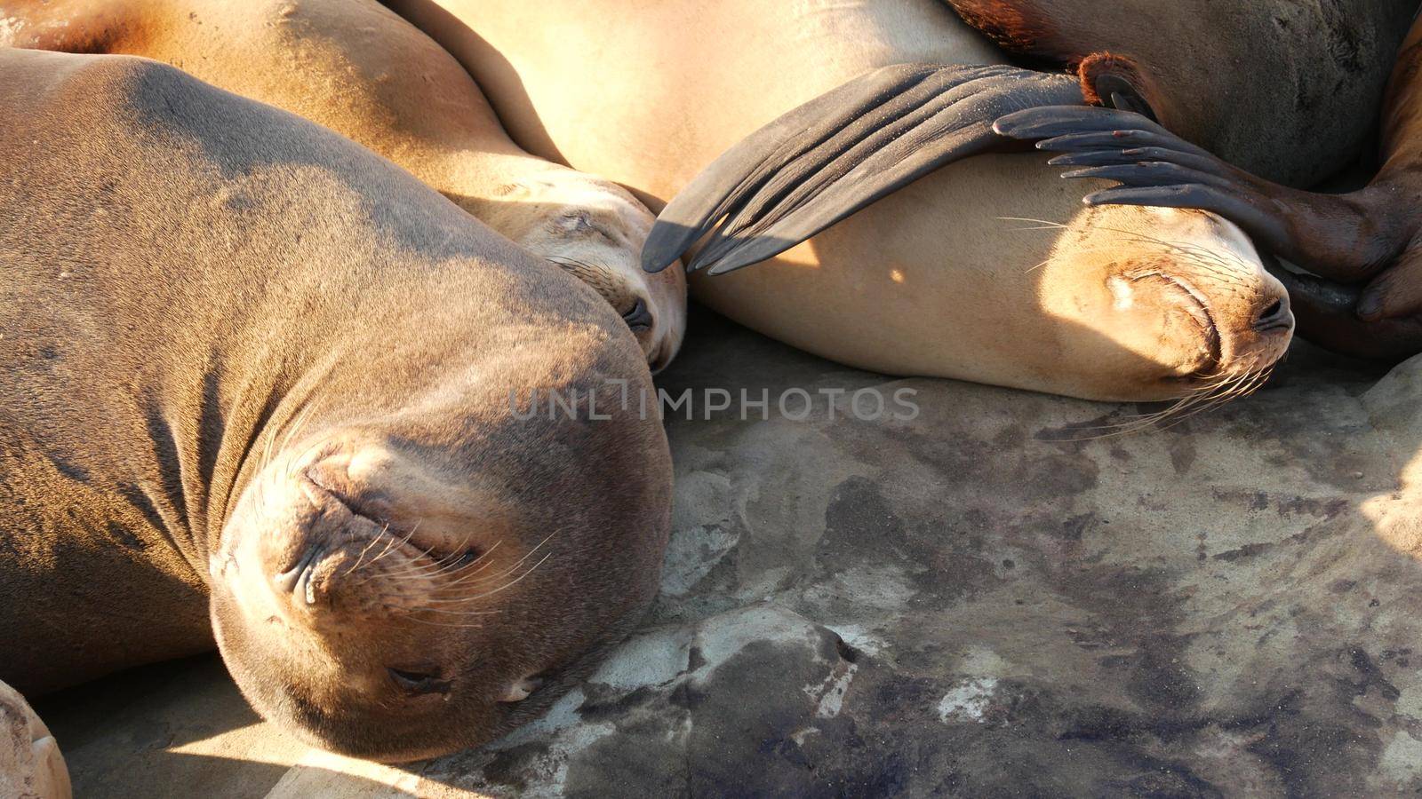 Sea lions on the rock in La Jolla. Wild eared seals resting near pacific ocean on stones. Funny lazy wildlife animal sleeping. Protected marine mammal in natural habitat, San Diego, California, USA.