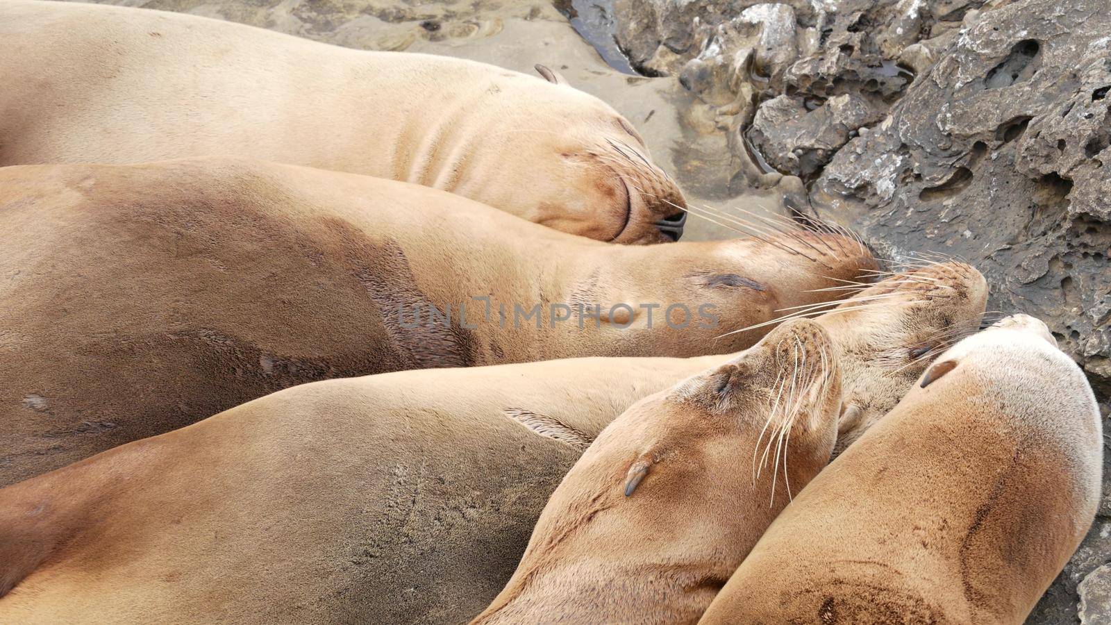 Sea lions on the rock in La Jolla. Wild eared seals resting near pacific ocean on stones. Funny lazy wildlife animal sleeping. Protected marine mammal in natural habitat, San Diego, California, USA.