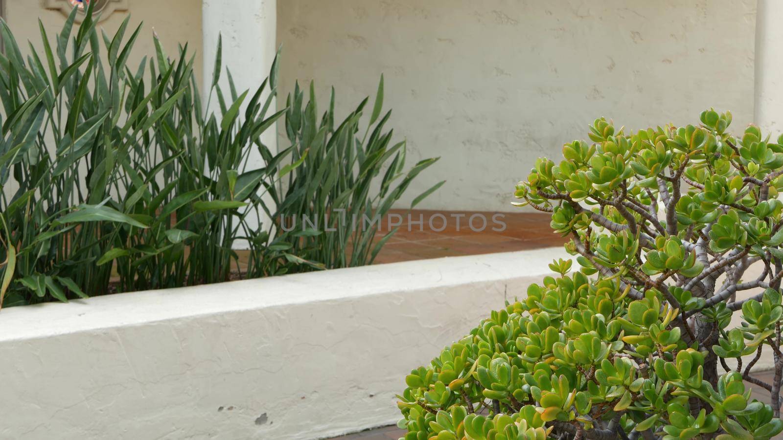 Mediterranean rustic building, empty side street. Green garden with natural greenery in spanish colonial style suburb. Evergreen succulent plants near white rural house. Mexican countryside aesthetic.