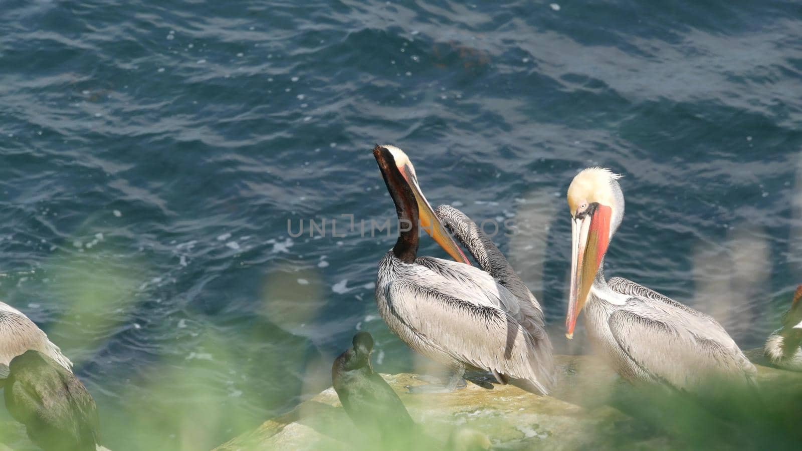Brown pelicans with throat pouch and double-crested cormorants after fishing, rock in La Jolla Cove. Sea bird with large beak on cliff over pacific ocean in natural habitat, San Diego, California USA.