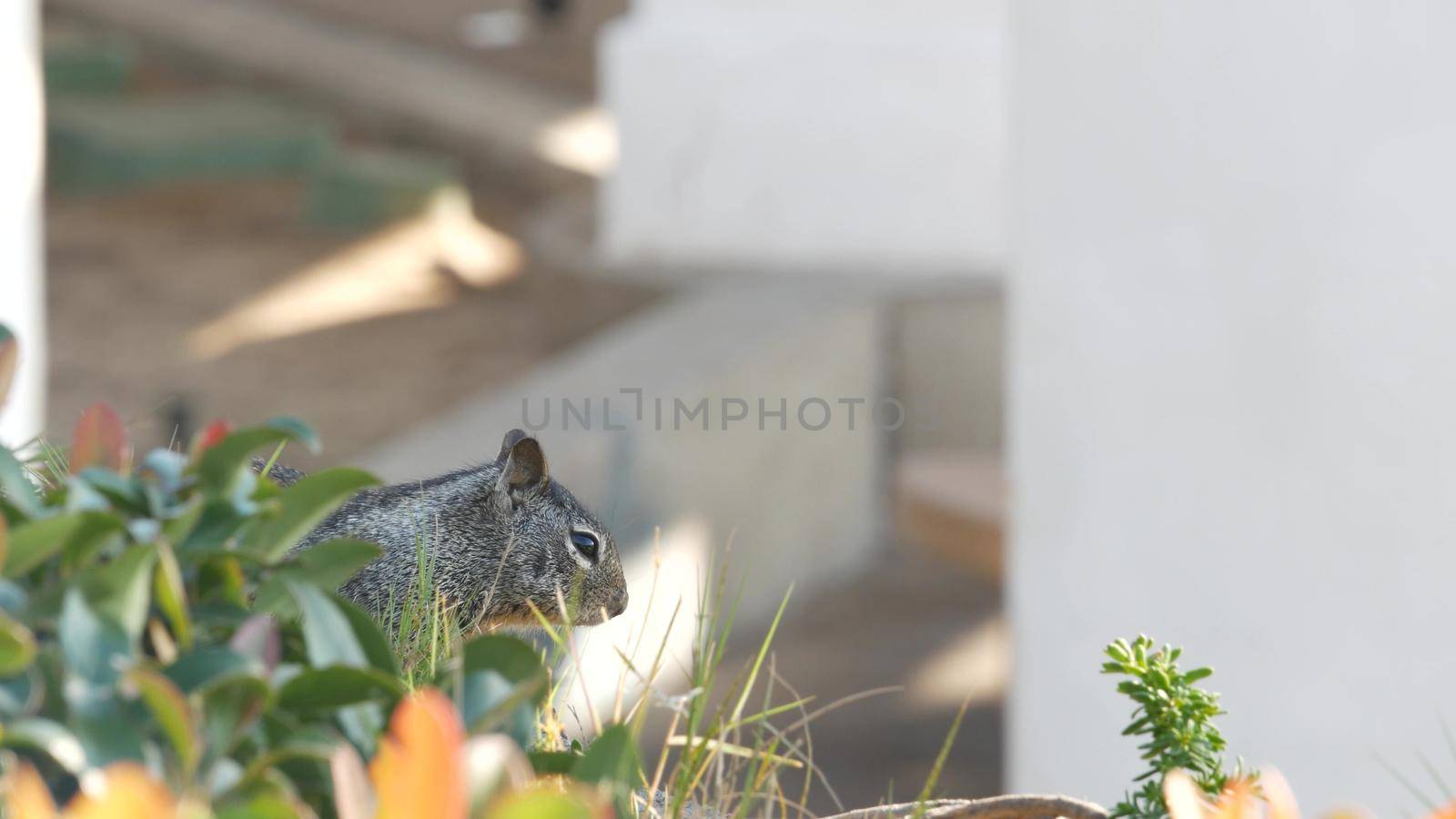Beechey ground squirrel, common in California, Pacific coast, USA. Funny behavior of cute gray wild rodent. Small amusing animal in natural habitat. Pretty little endemic looking for food in America.