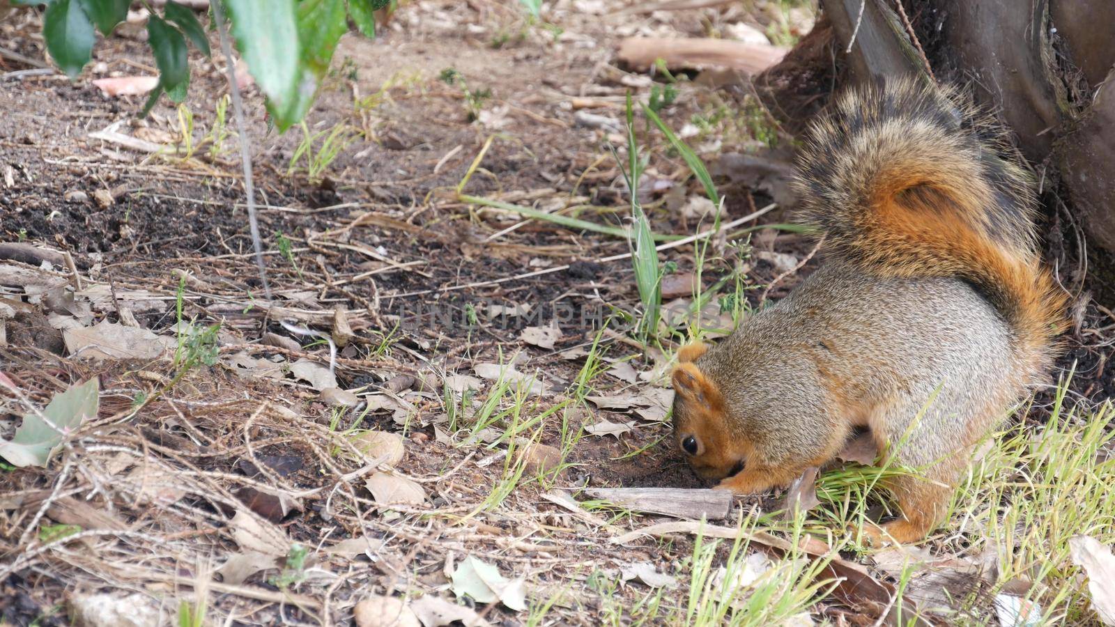 Beechey ground squirrel, common in California, Pacific coast, USA. Funny behavior of cute gray wild rodent. Small amusing animal in natural habitat. Pretty little endemic looking for food in America.