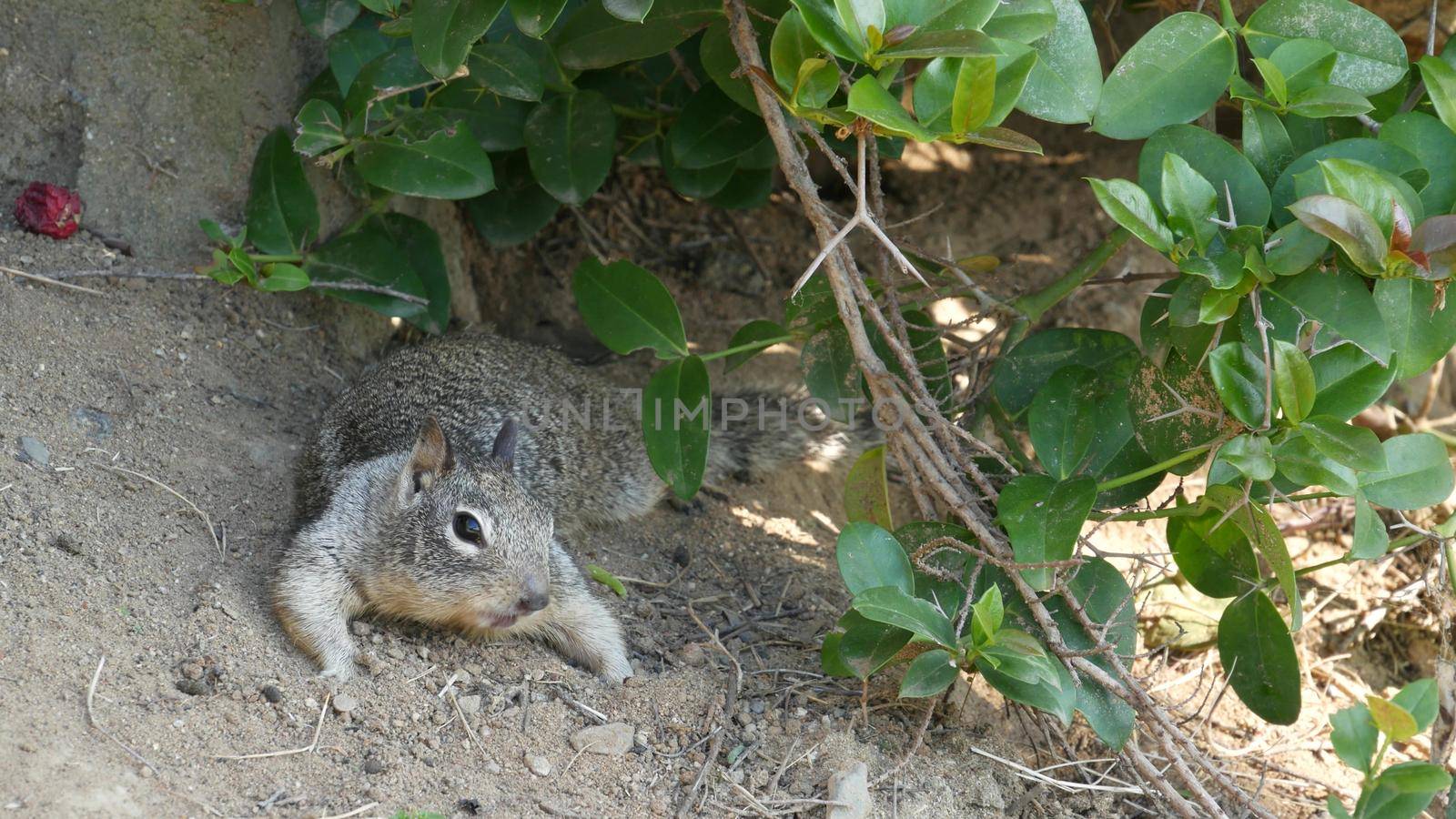 Beechey ground squirrel, common in California, Pacific coast, USA. Funny behavior of cute gray wild rodent. Small amusing animal in natural habitat. Pretty little endemic looking for food in America.
