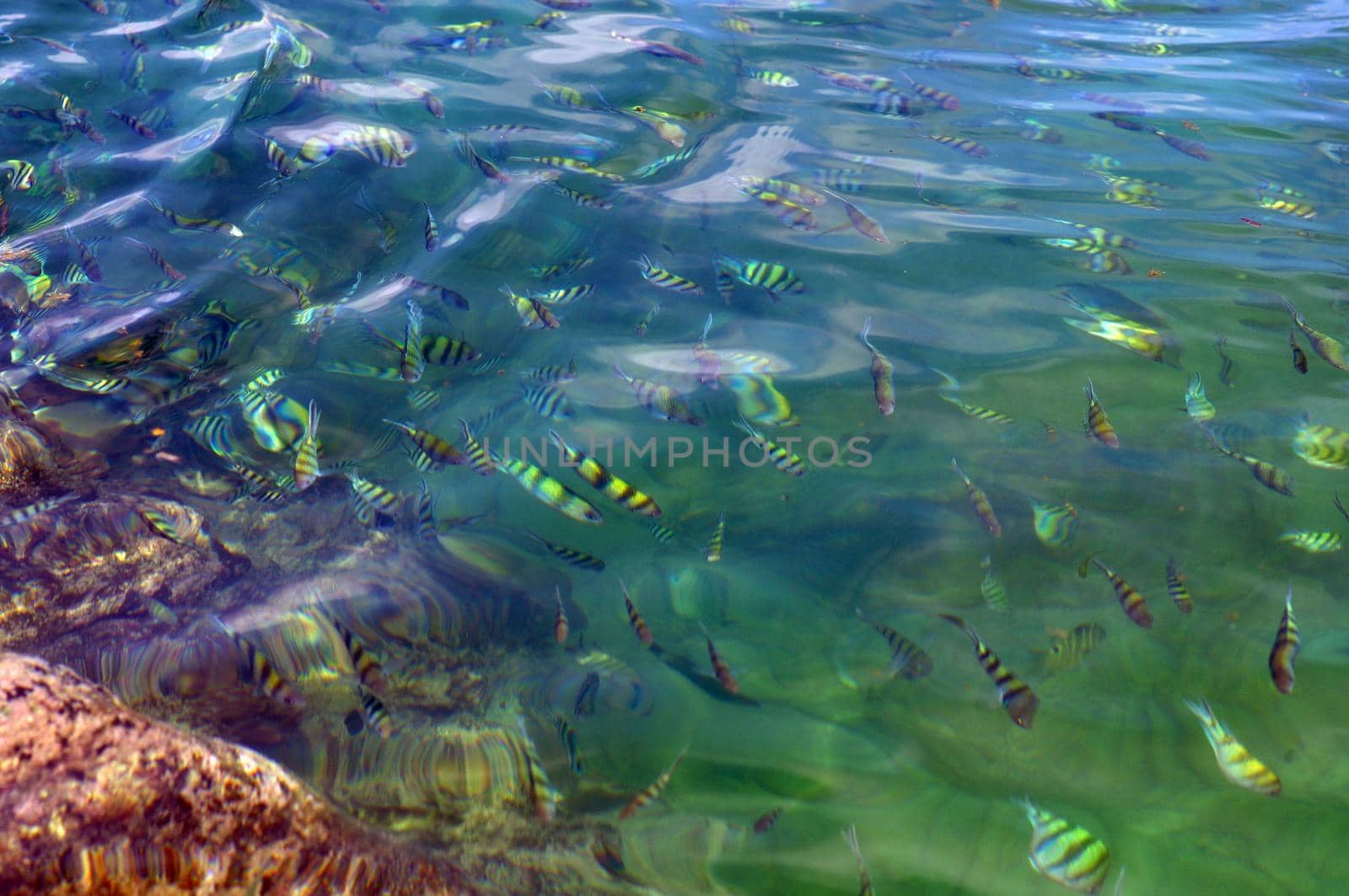 Above transparent clear blue rippling sea surface with coral reef below on a summer day. School of exotic tropical sergeant major or pintano fish underwater. Natural ocean water texture background.