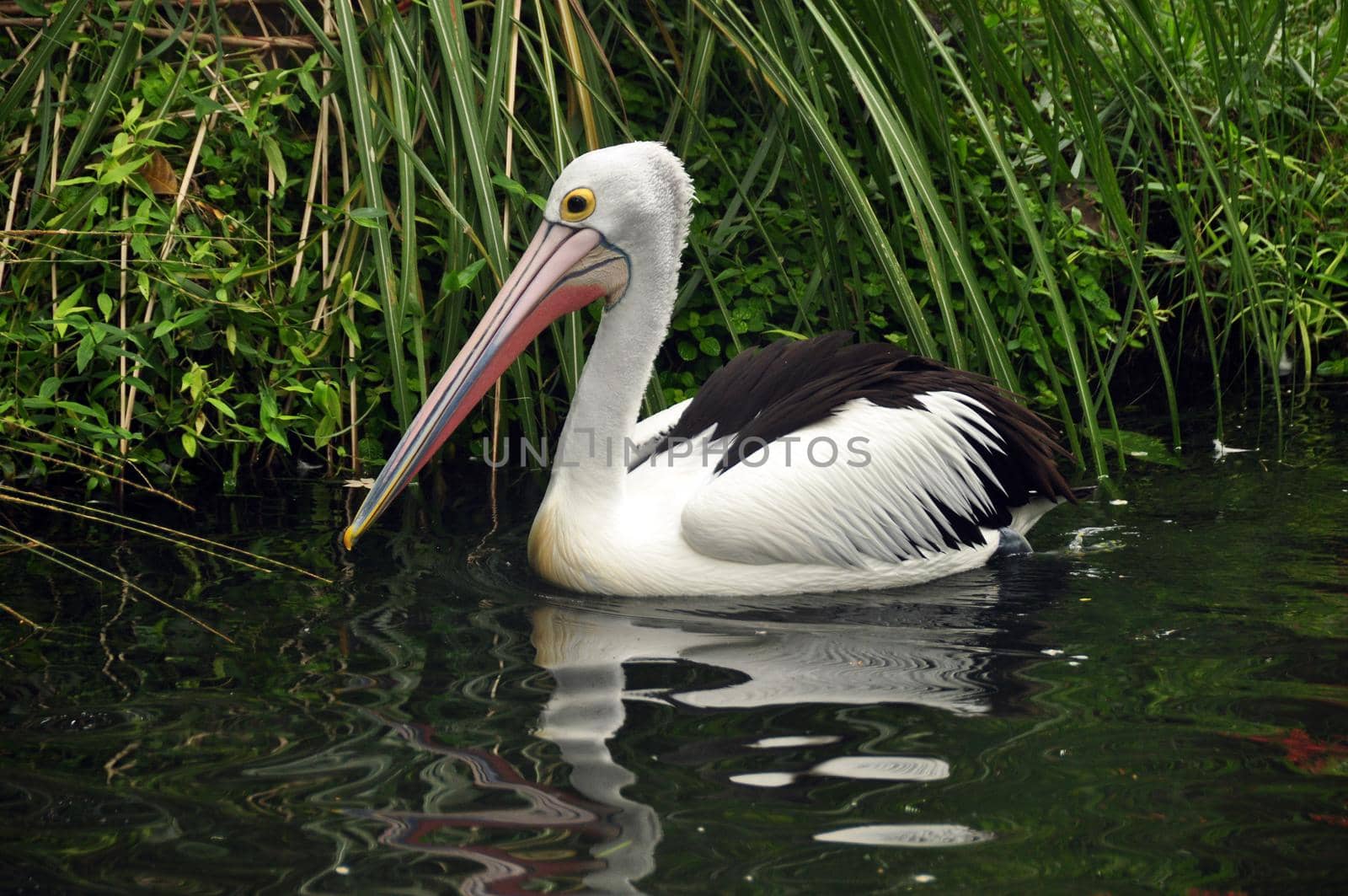 Swimming beautiful pelican in pond, Single white pelican bird swimming alone in water of tropical pond