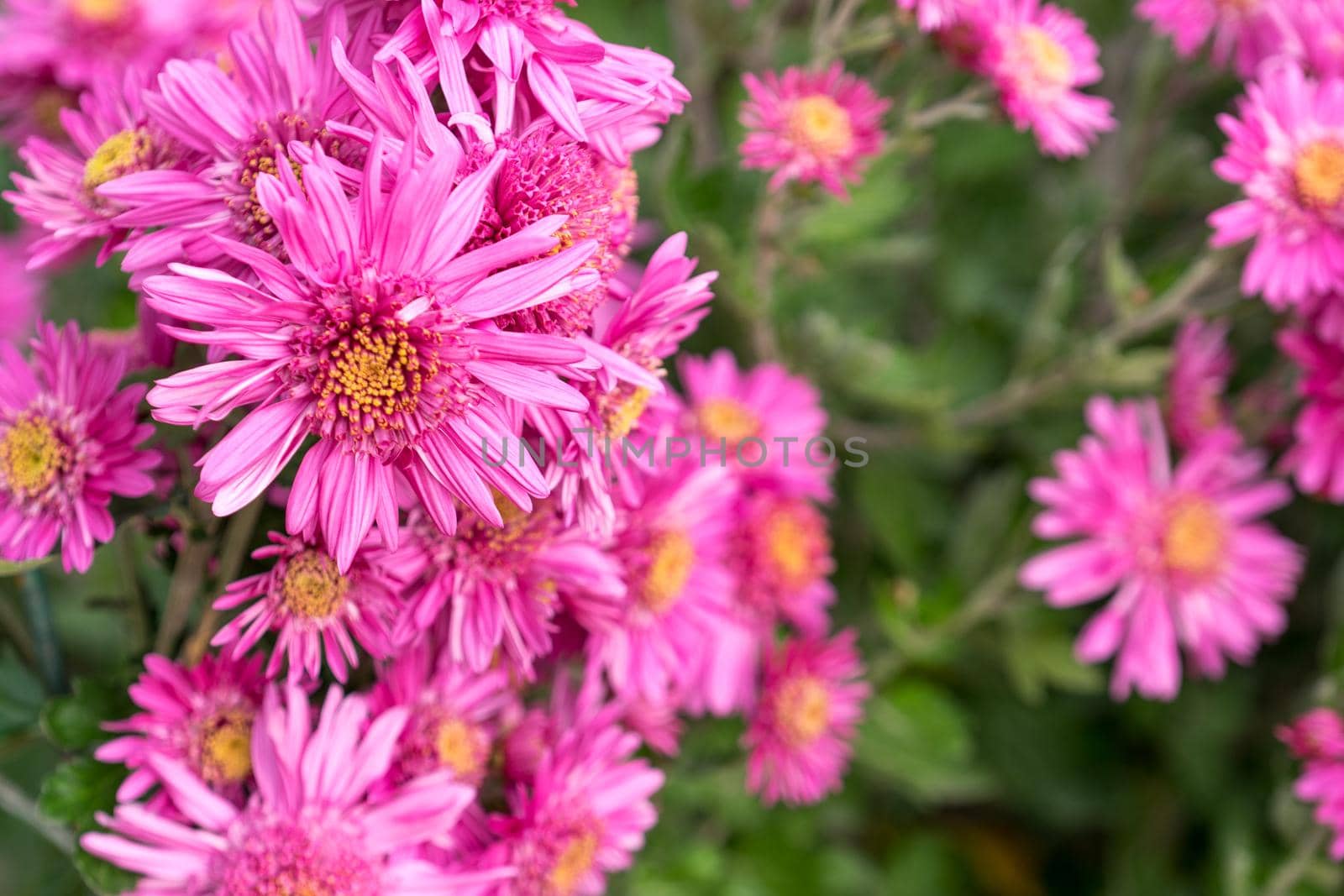 pink chrysanthemum flowers on blurred green background. Russia, Soch