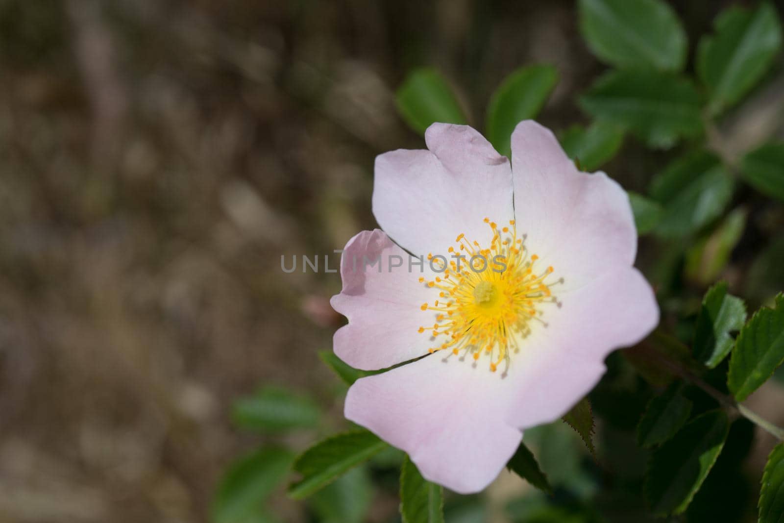 Pink rose flowers on a green Bush in Sunny weather.