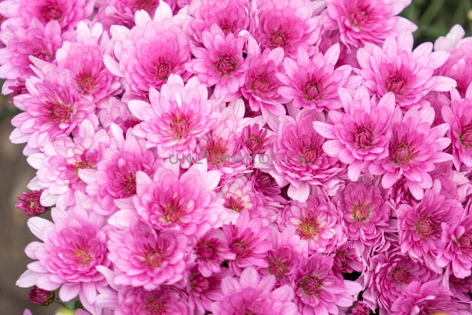 pink chrysanthemum flowers on blurred green background.