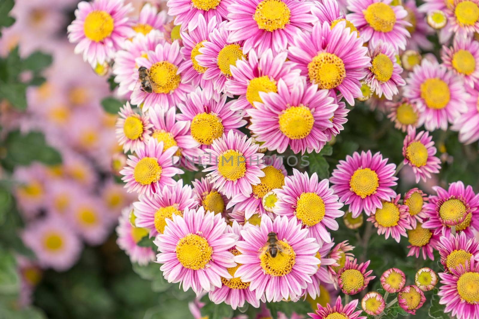 Floral background flower pink chrysanthemum in the garden bed.