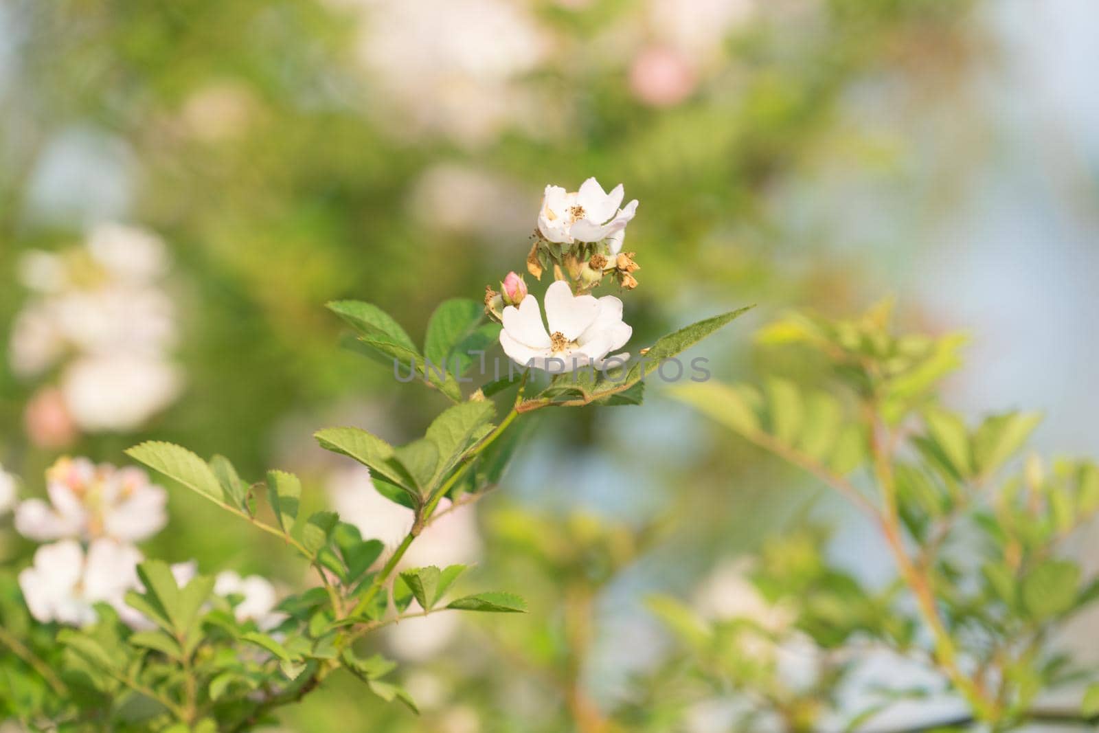 Blooming flowers rose hips on a background of green leaves and heavily blurred background with bokeh