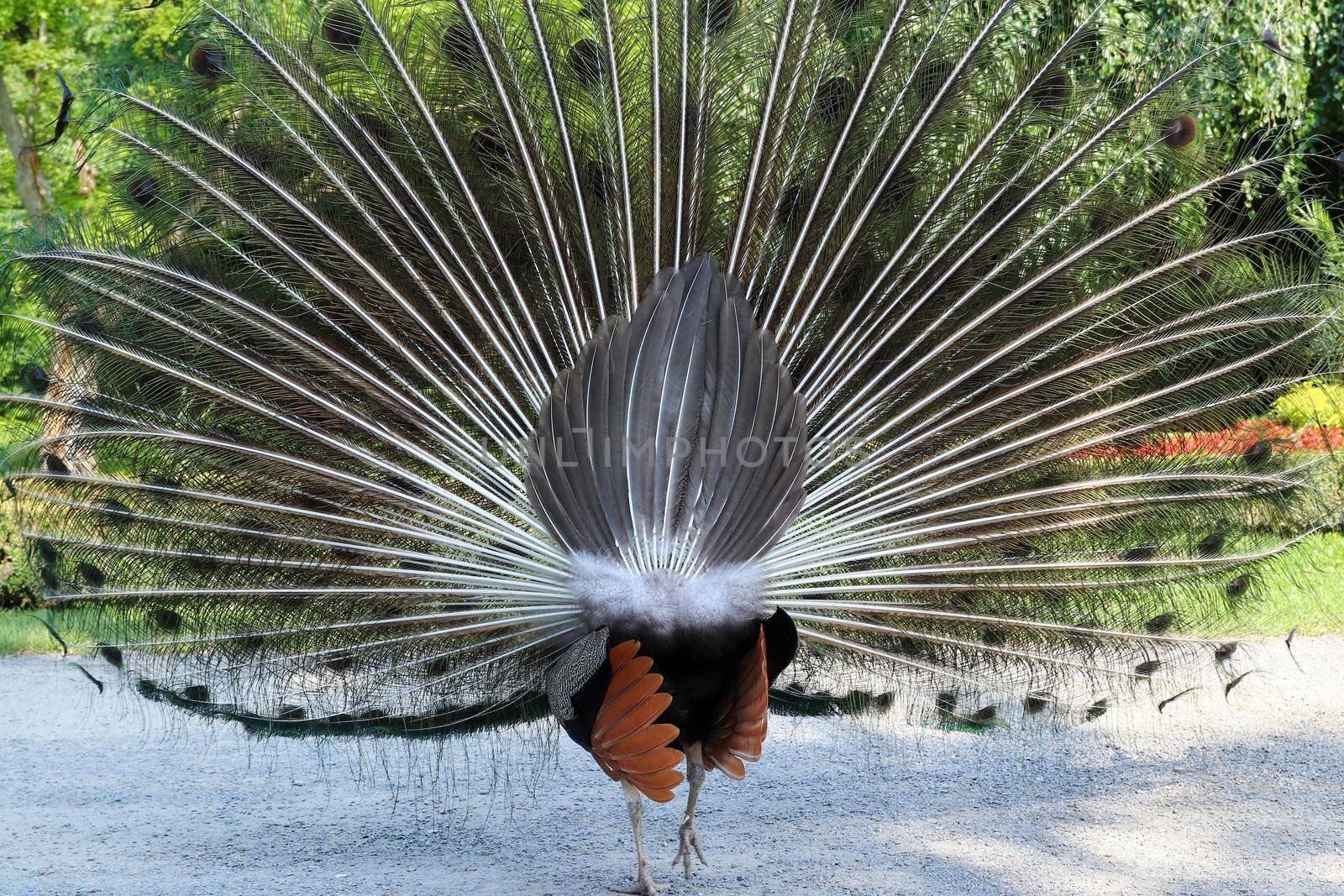 Kiss my back - peacock with its tail erect and outstretched from behind by Mibuch