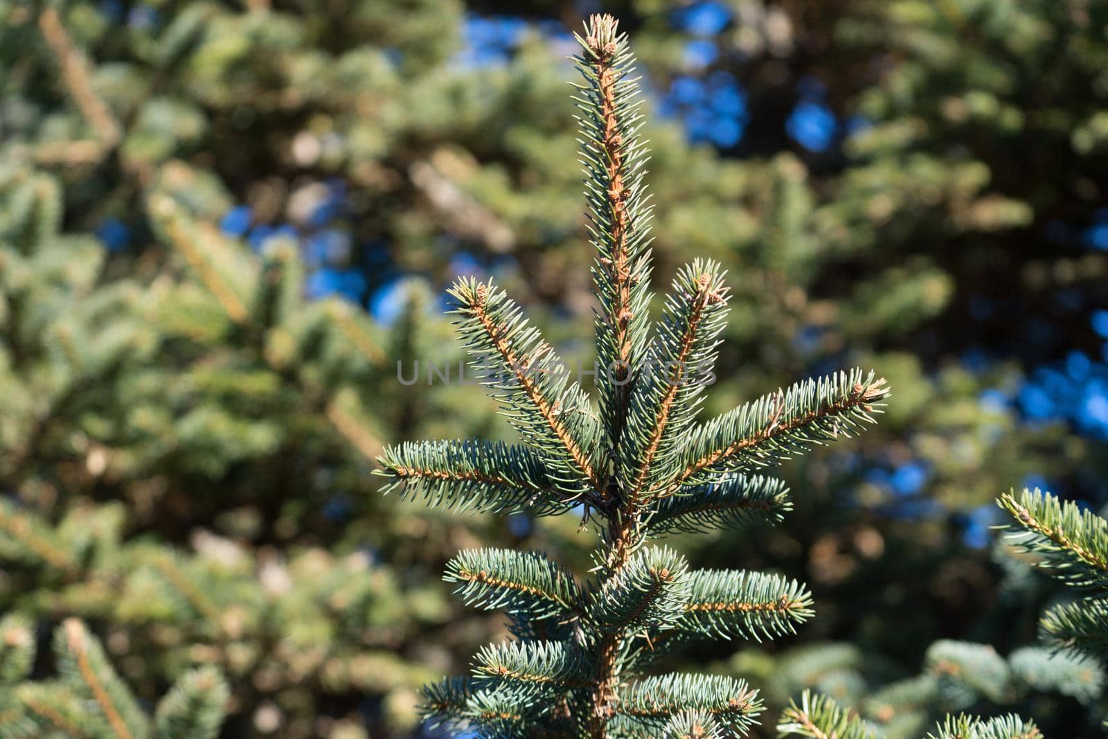 Natural background with branches of spruce against the blue sky