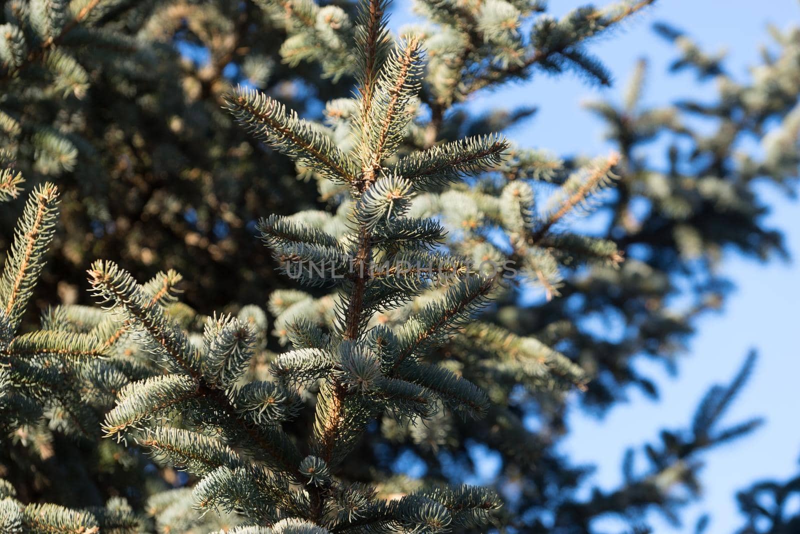 Natural background with branches of spruce against the blue sky