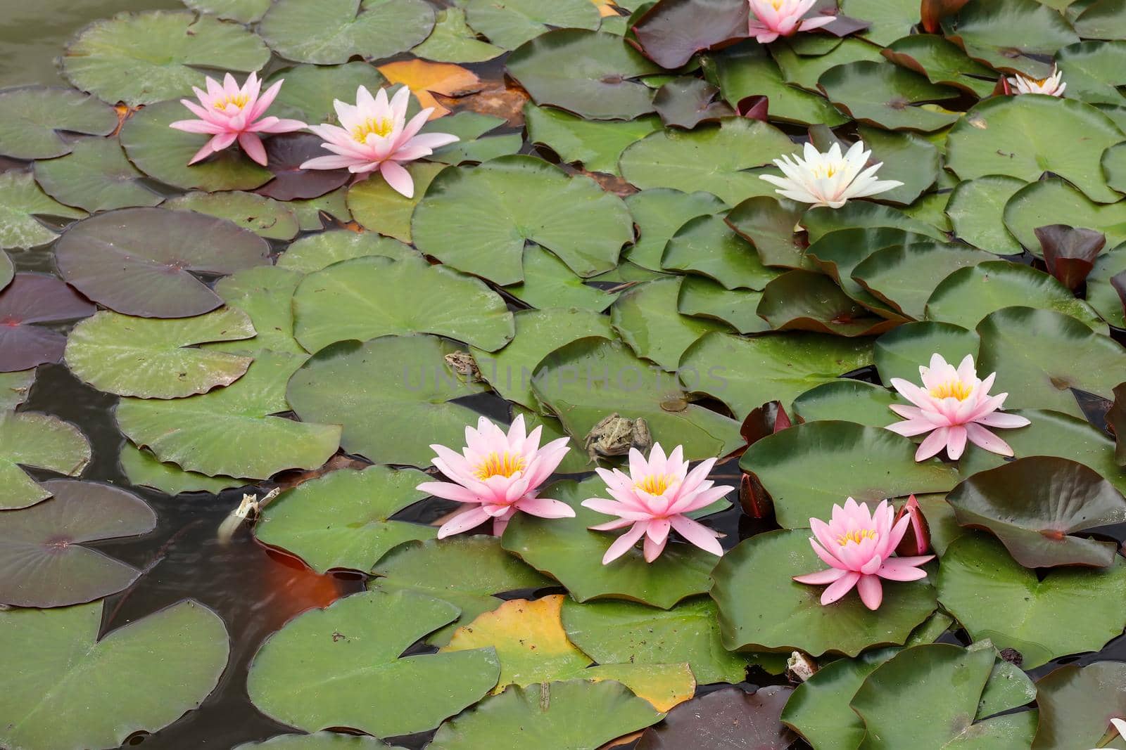 Frogs on the leaves of blooming water lilies by Mibuch